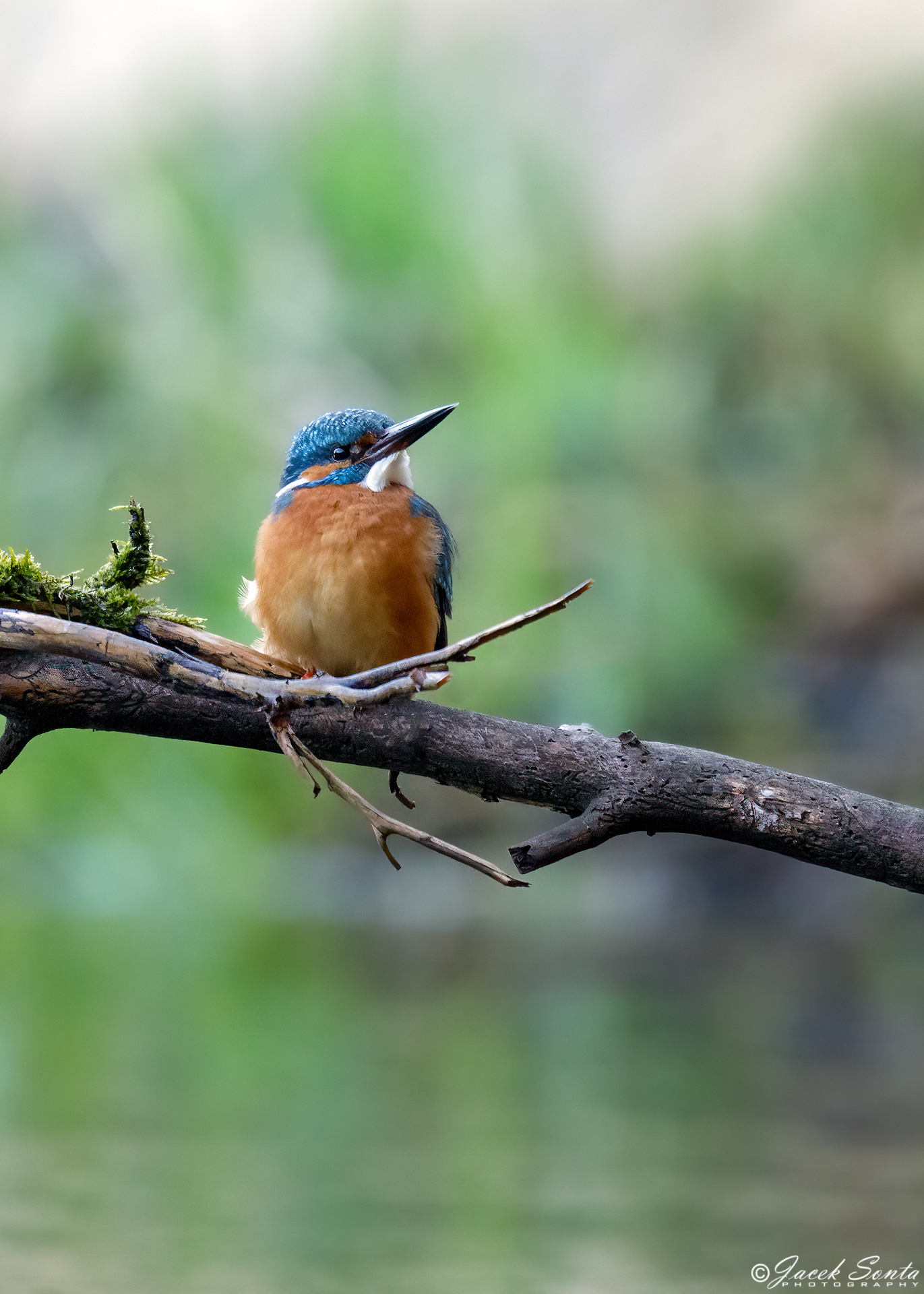 ID290324-Zimorodek #2