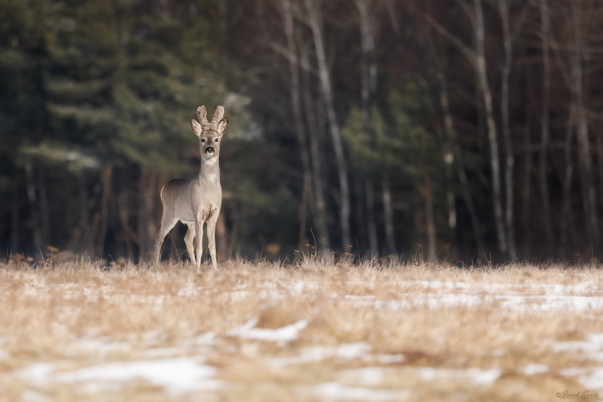 ID190226 - Scypuł Rogacz