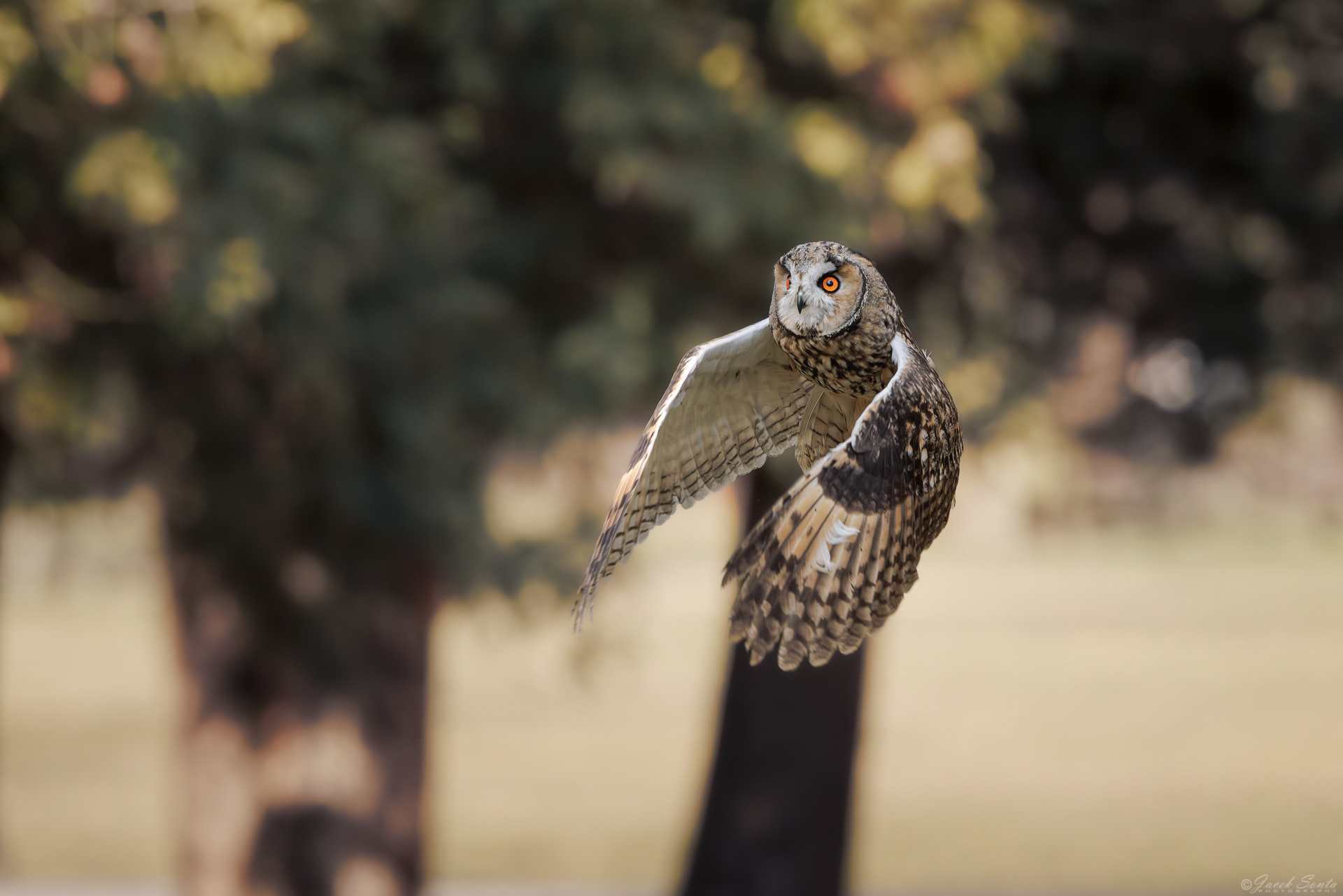 ID180326 - Sowa uszata-Asio otus-Long-eared owl
