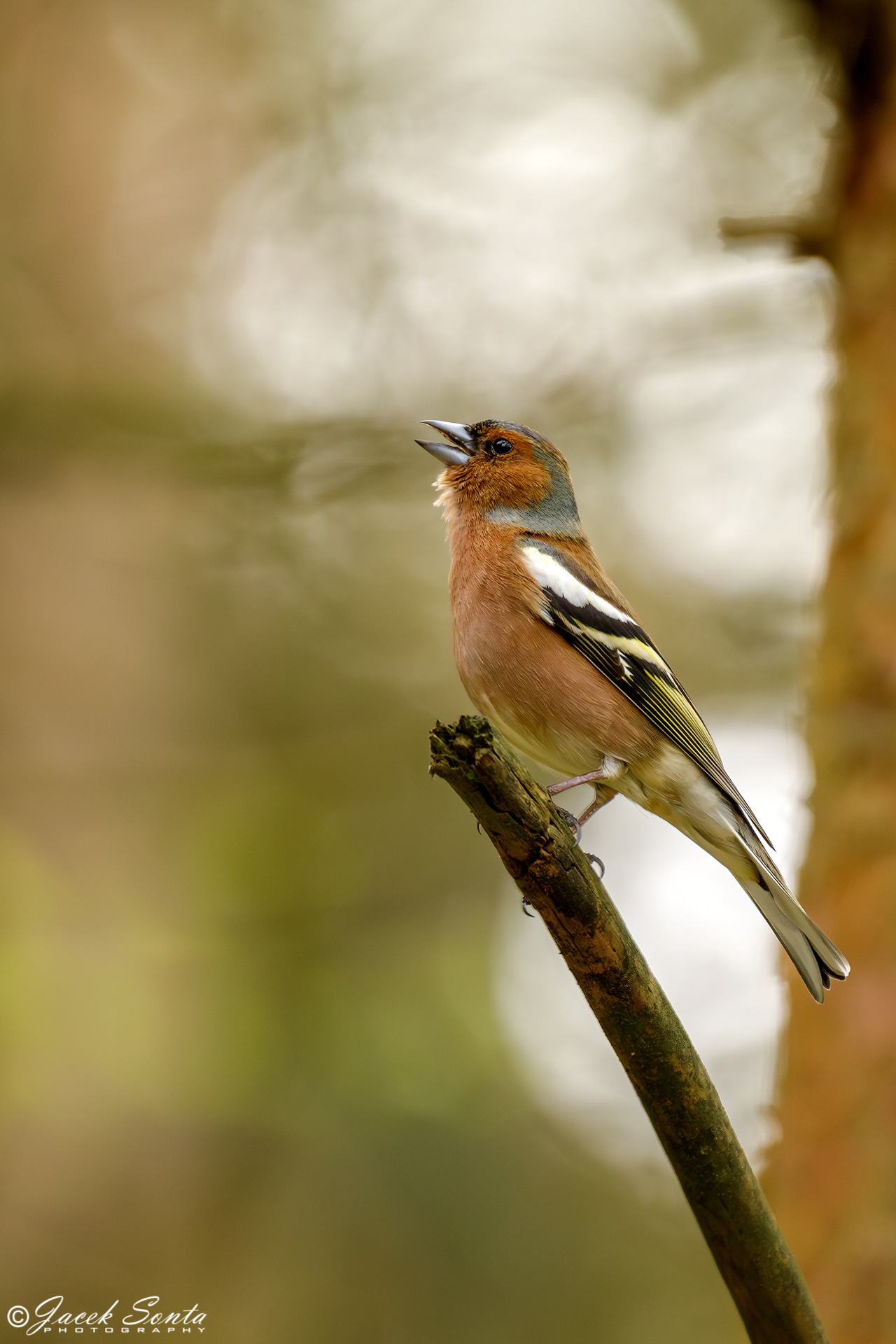 ID060424-Chaffinch - Zięba