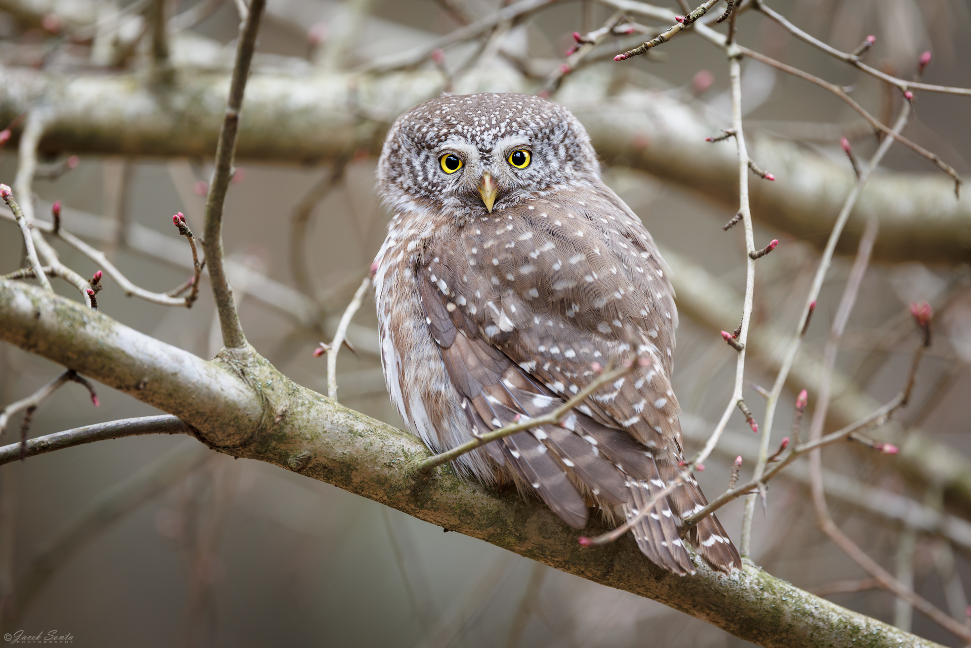 ID270326 - Sóweczka-Glaucidium passerinum-Eurasian pygmy owl