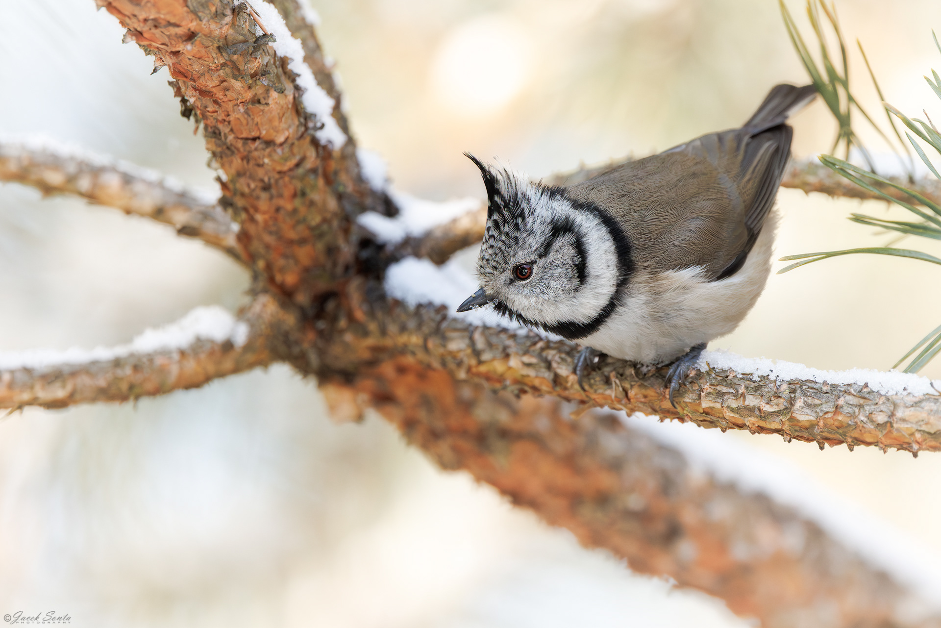 ID100126 - Sikora czubatka - Crested tit #3