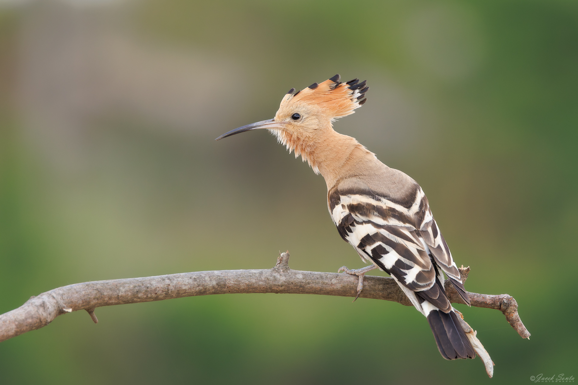 ID210626 - Dudek-Upupa epops-Hoopoe