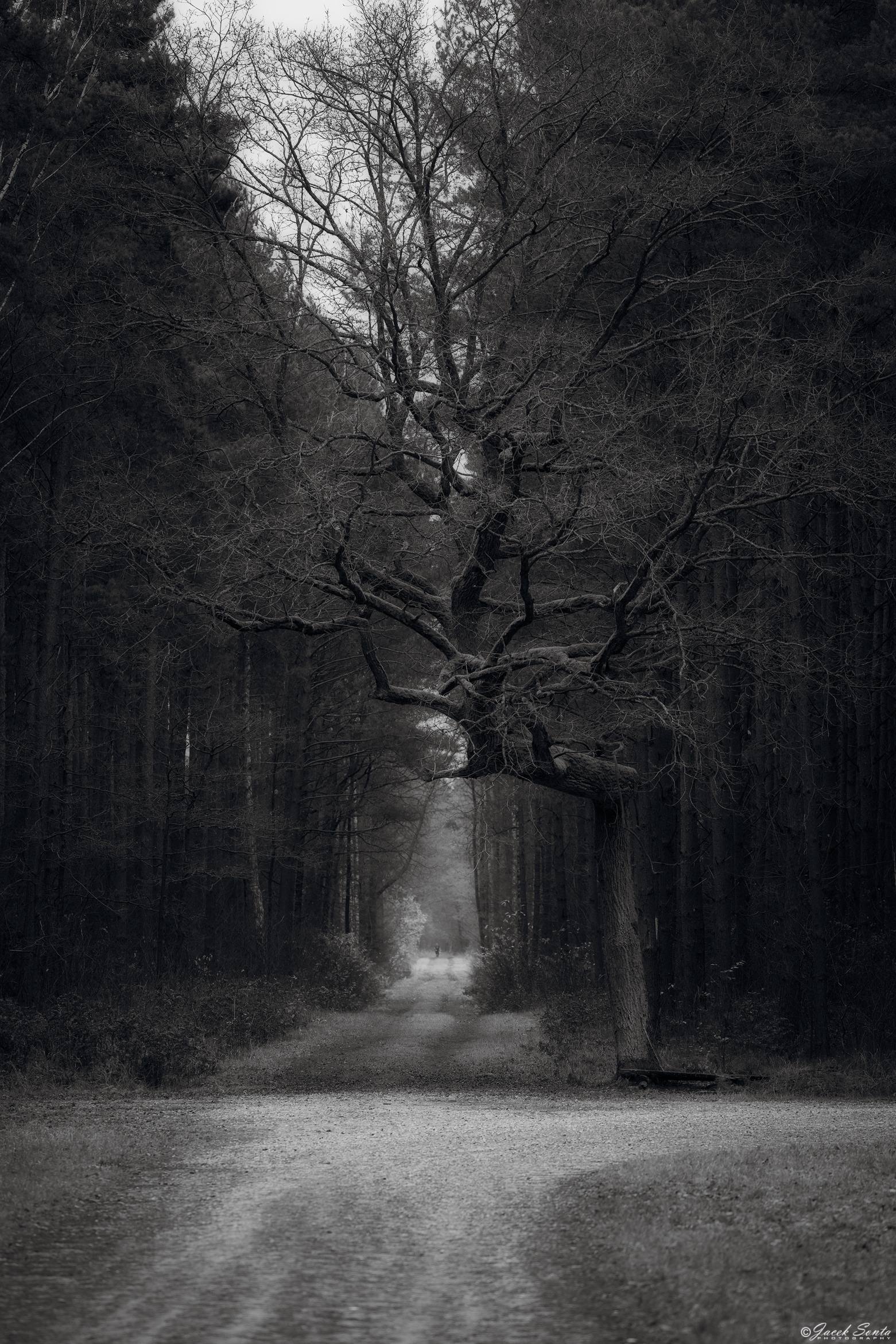 ID151125 - Under oak