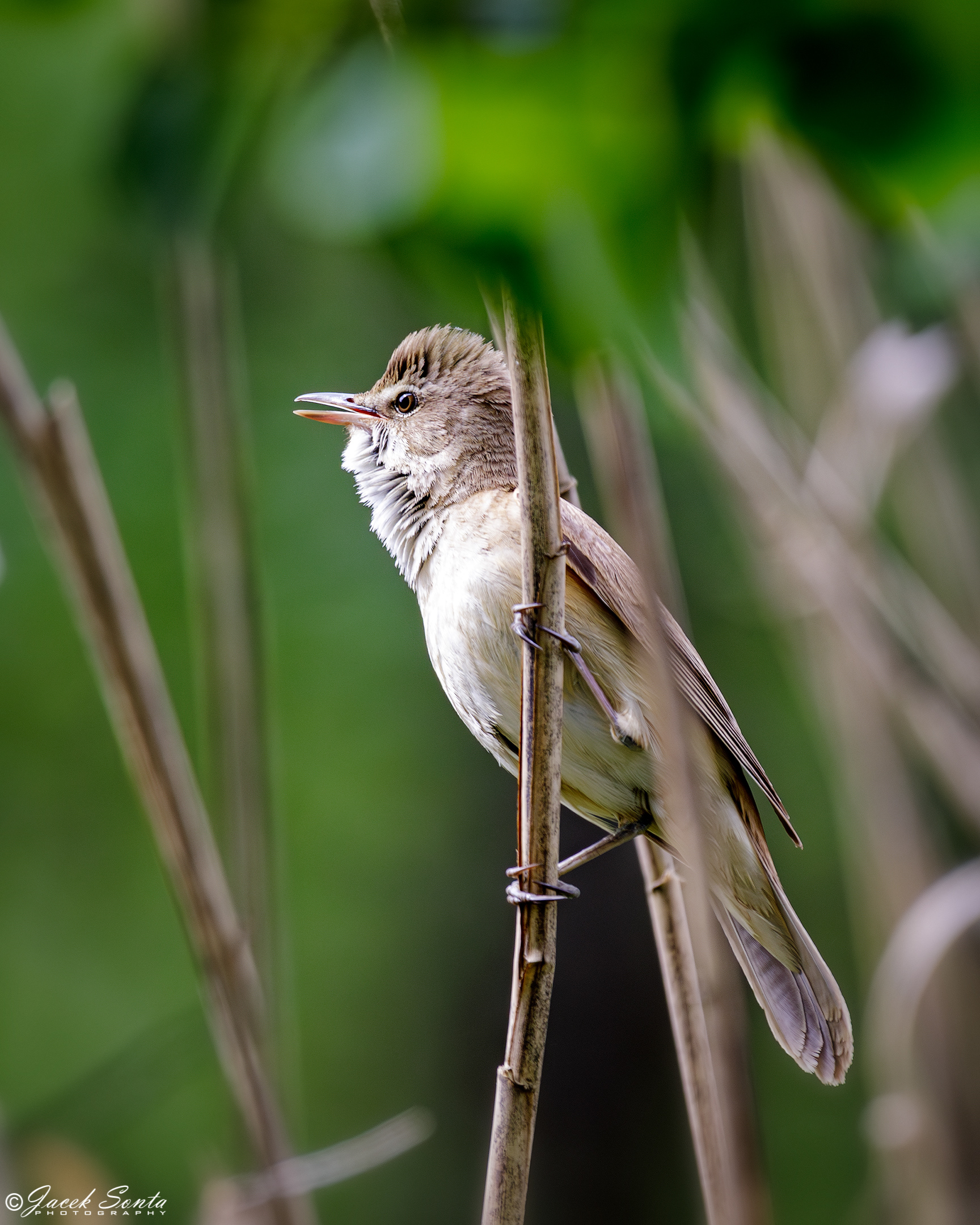ID090524 - Great reed warbler - Trzciniak
