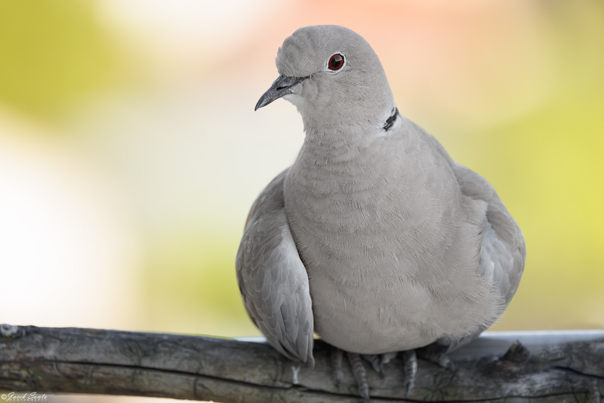 ID020725 - Sierpówka