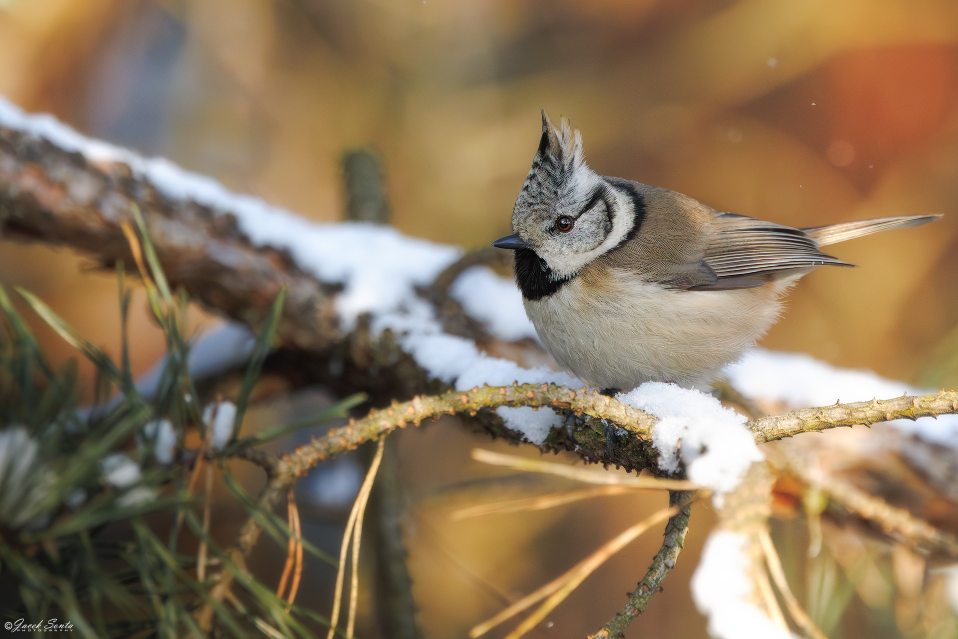 ID100126 - Sikora czubatka - Crested tit #2