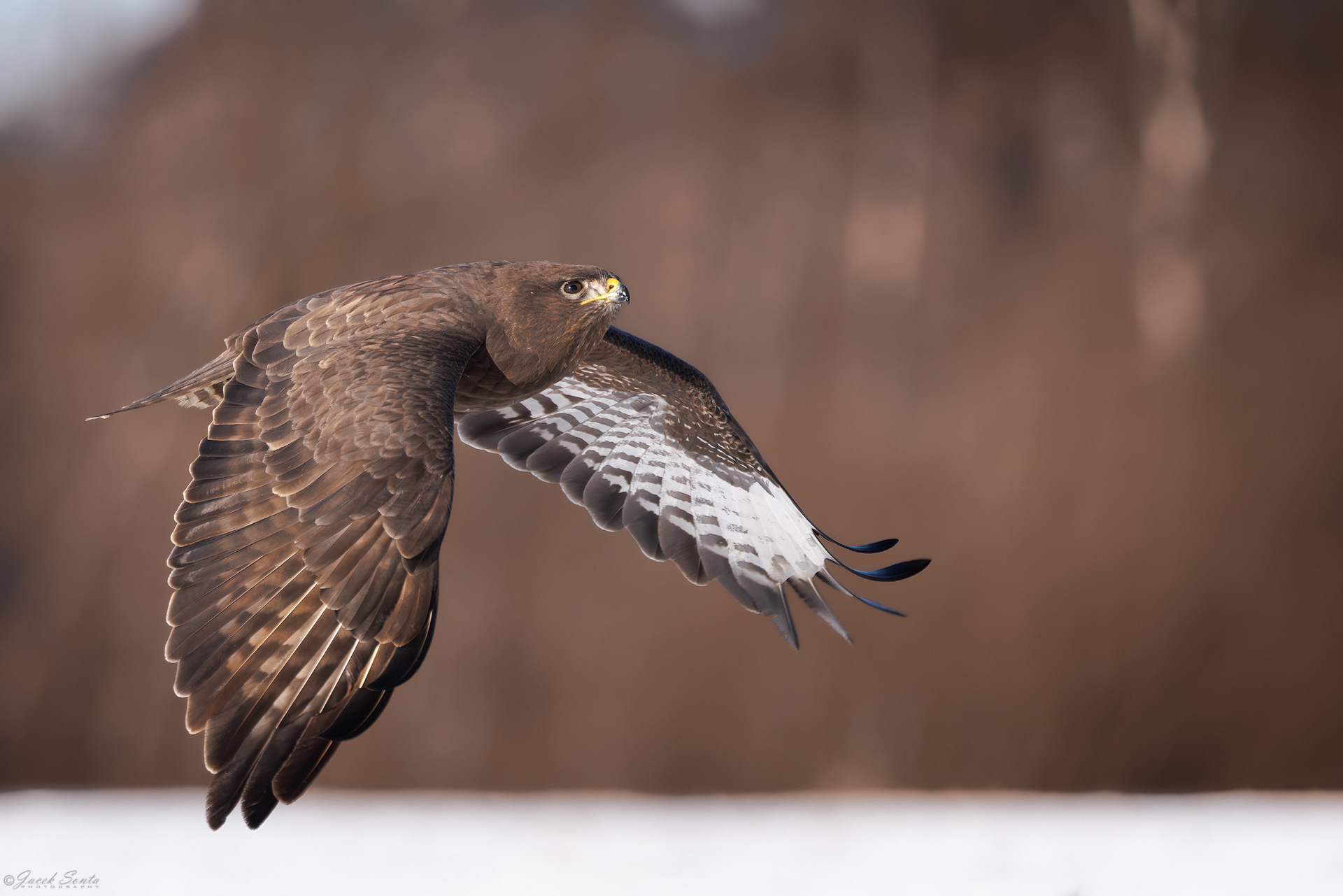 ID01022026 - Myszołów - Buzzard #3