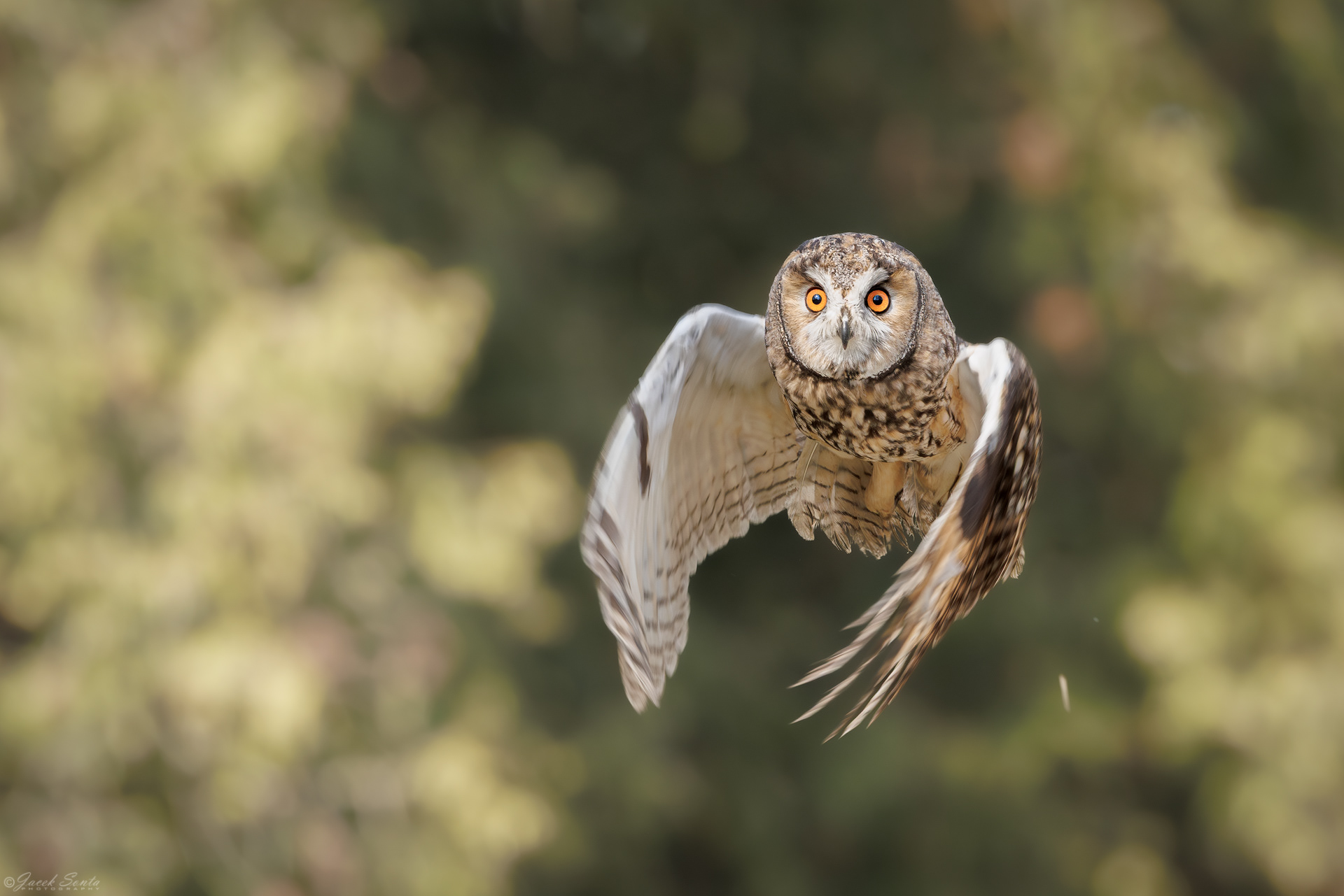 ID180326 - Sowa uszata-Asio otus-Long-eared ow #6