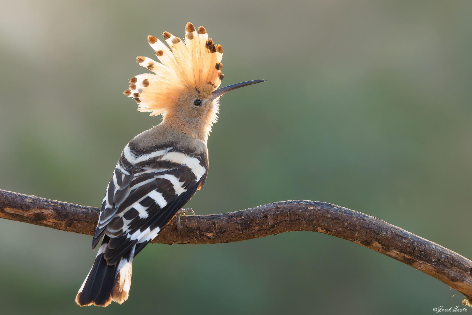 ID190726 - Dudek-Upupa epops-Hoopoe