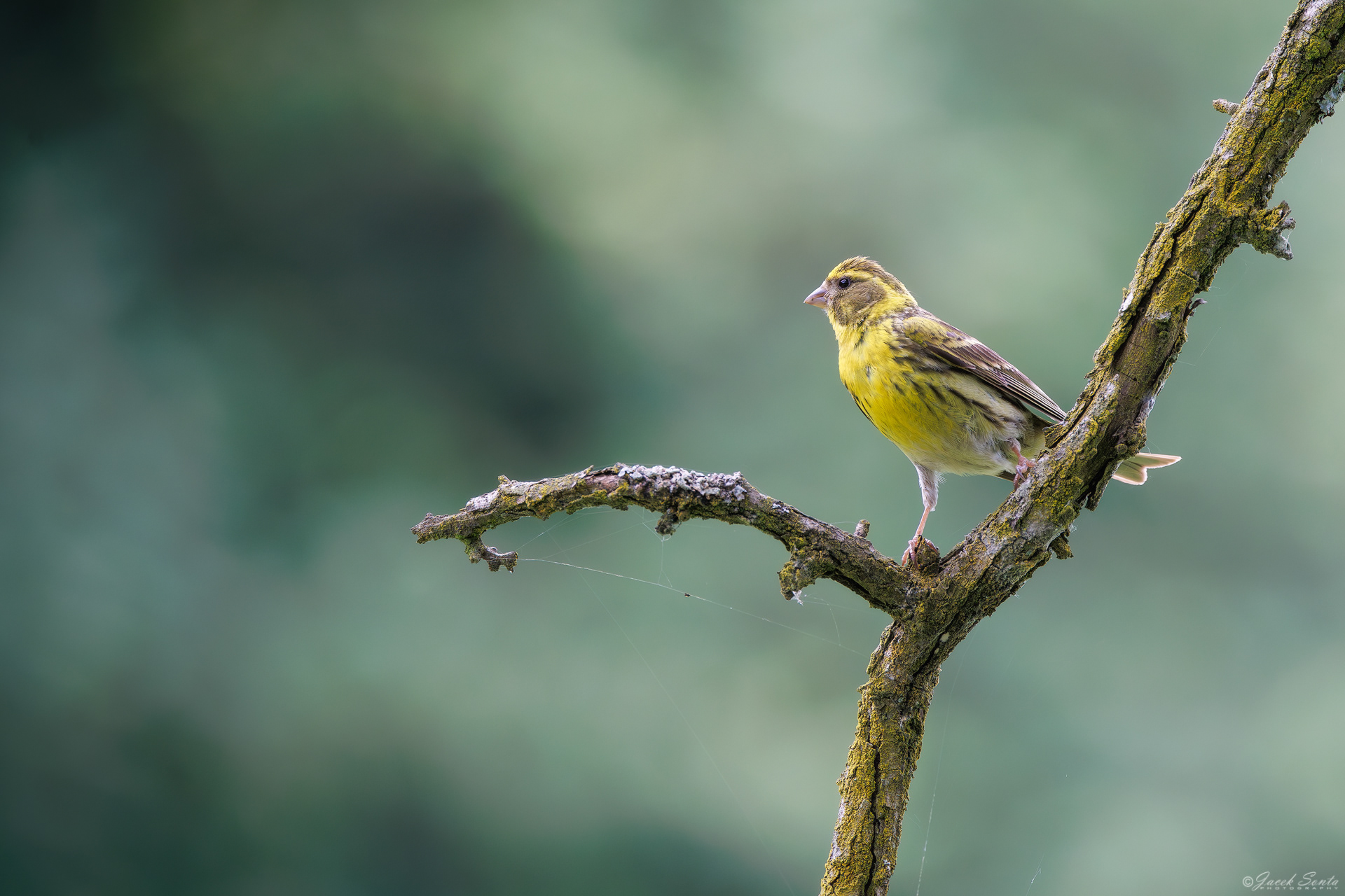 ID180726 - Kulczyk-Serinus serinus-European serin