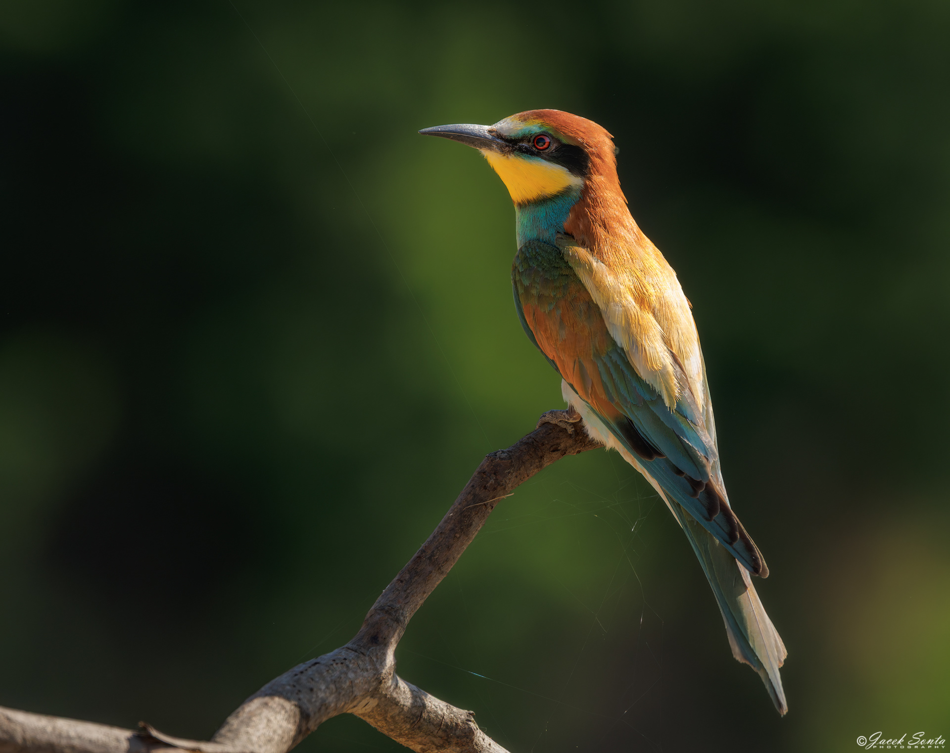 ID250626 - Żołna-Merops apiaster-Bee-eater #2