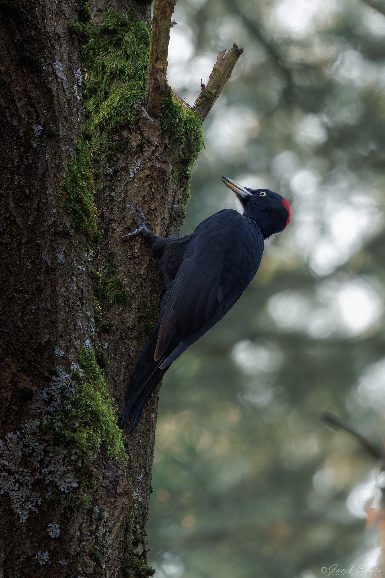 ID130326 - Dzięcioł czarny - Black woodpecker