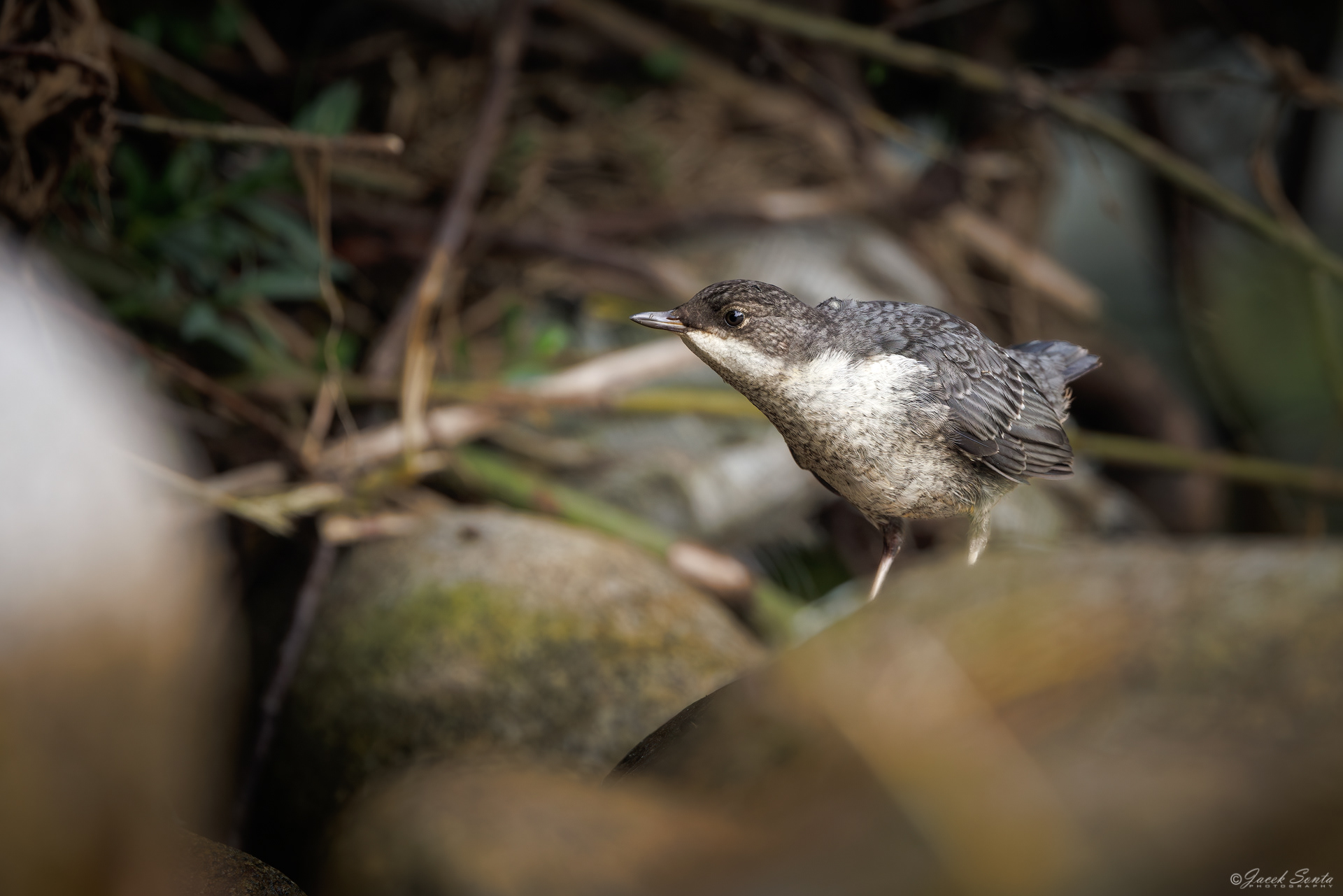 ID010726 - Pluszcz-Cinclus cinclus-Dipper #2