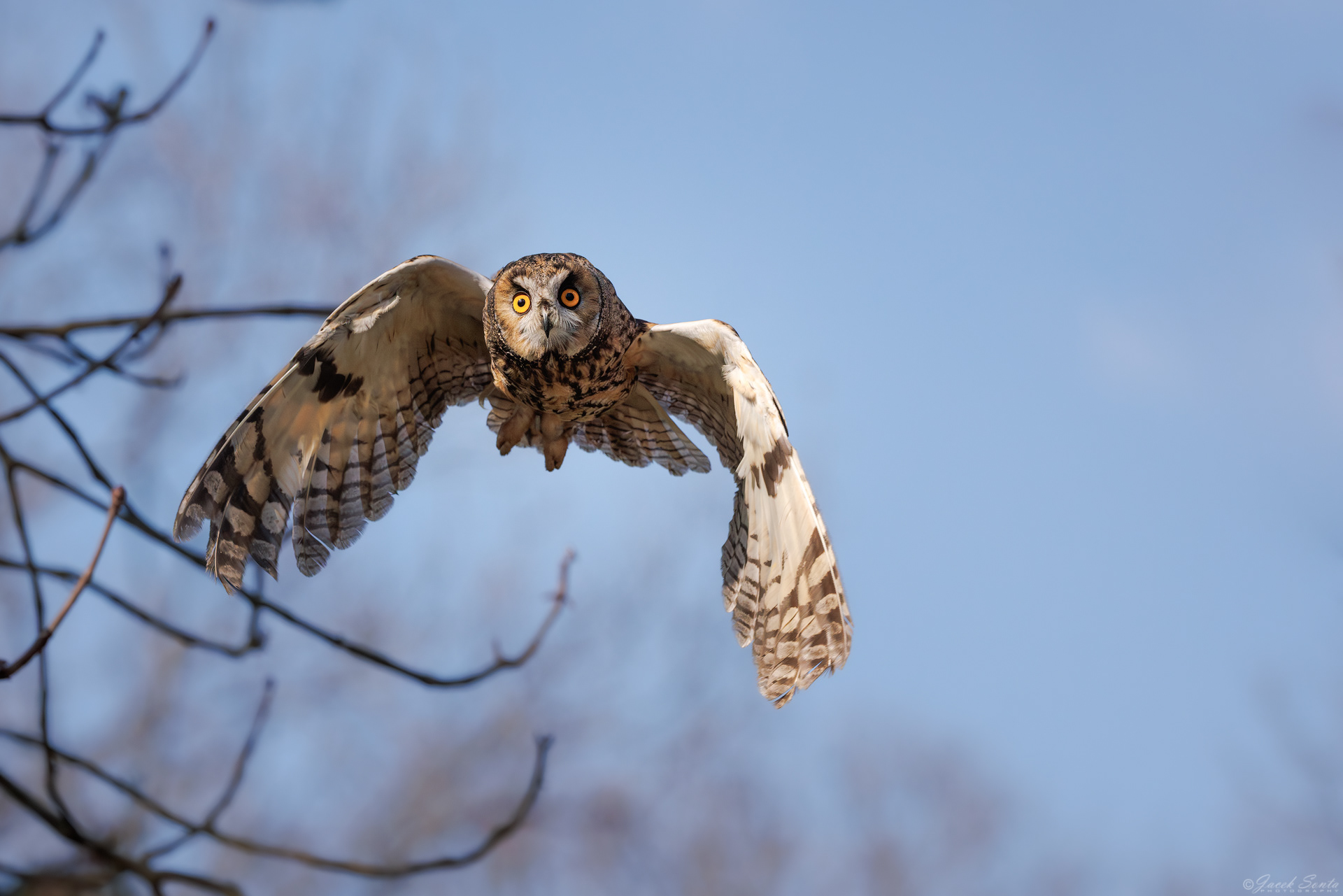 ID180326 - Sowa uszata-Asio otus-Long-eared ow #3