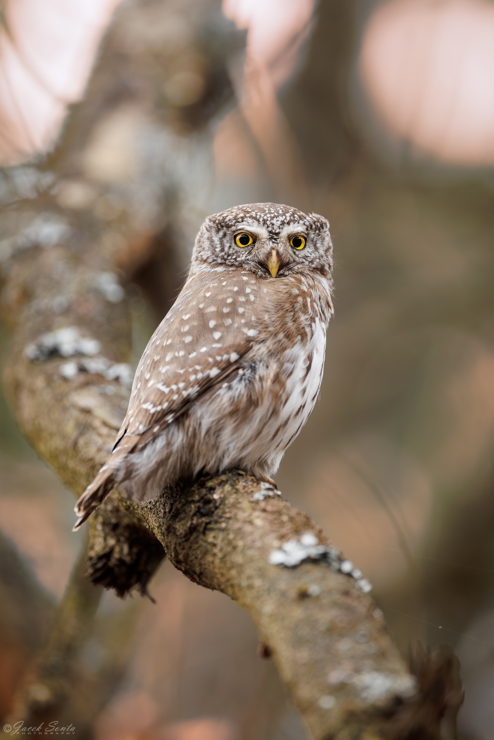 ID270326 - Sóweczka-Glaucidium passerinum-Eurasian pygmy owl #2