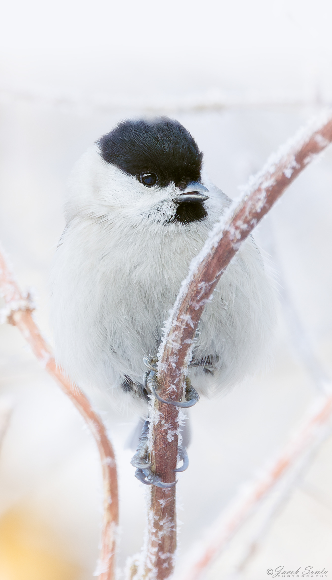 ID190226 - Czarnogłówka - Willow tit