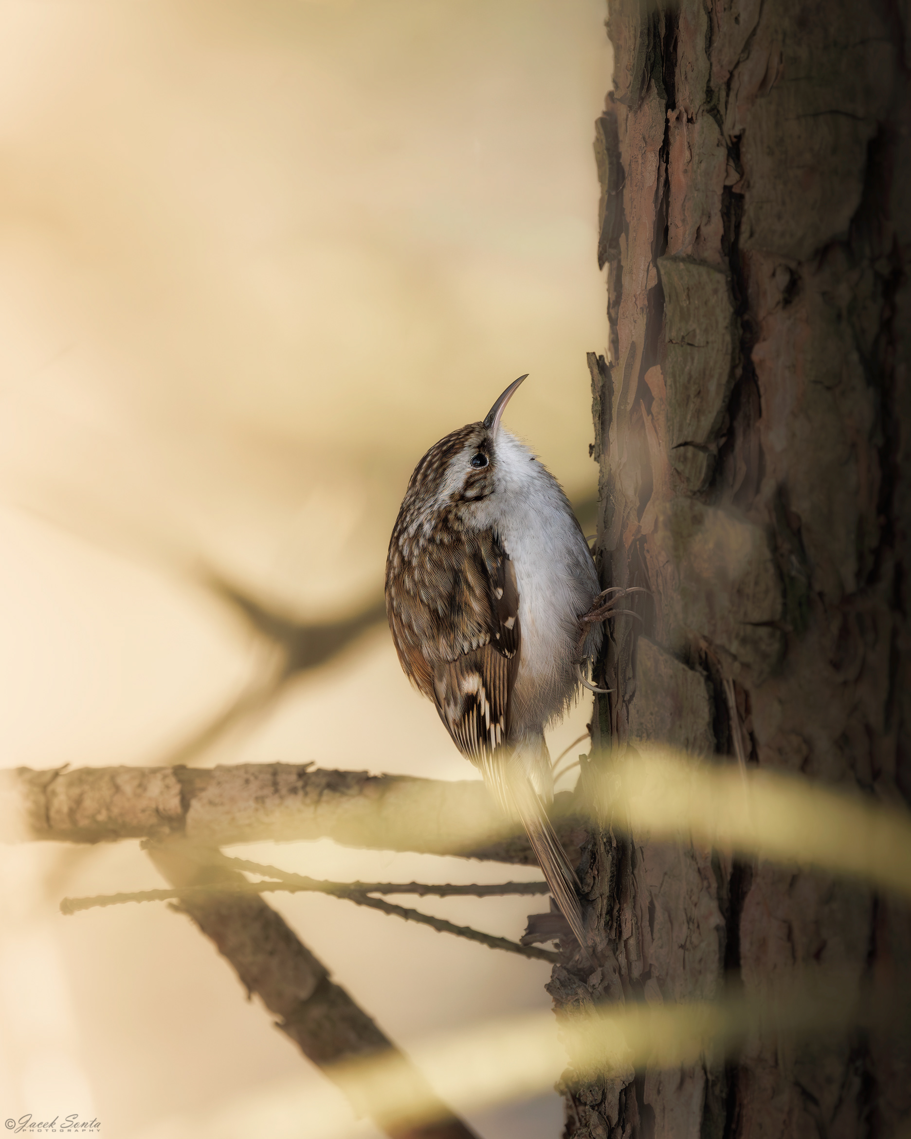 ID310126 - Pełzacz ogrodowy - Short-toed Treecreeper