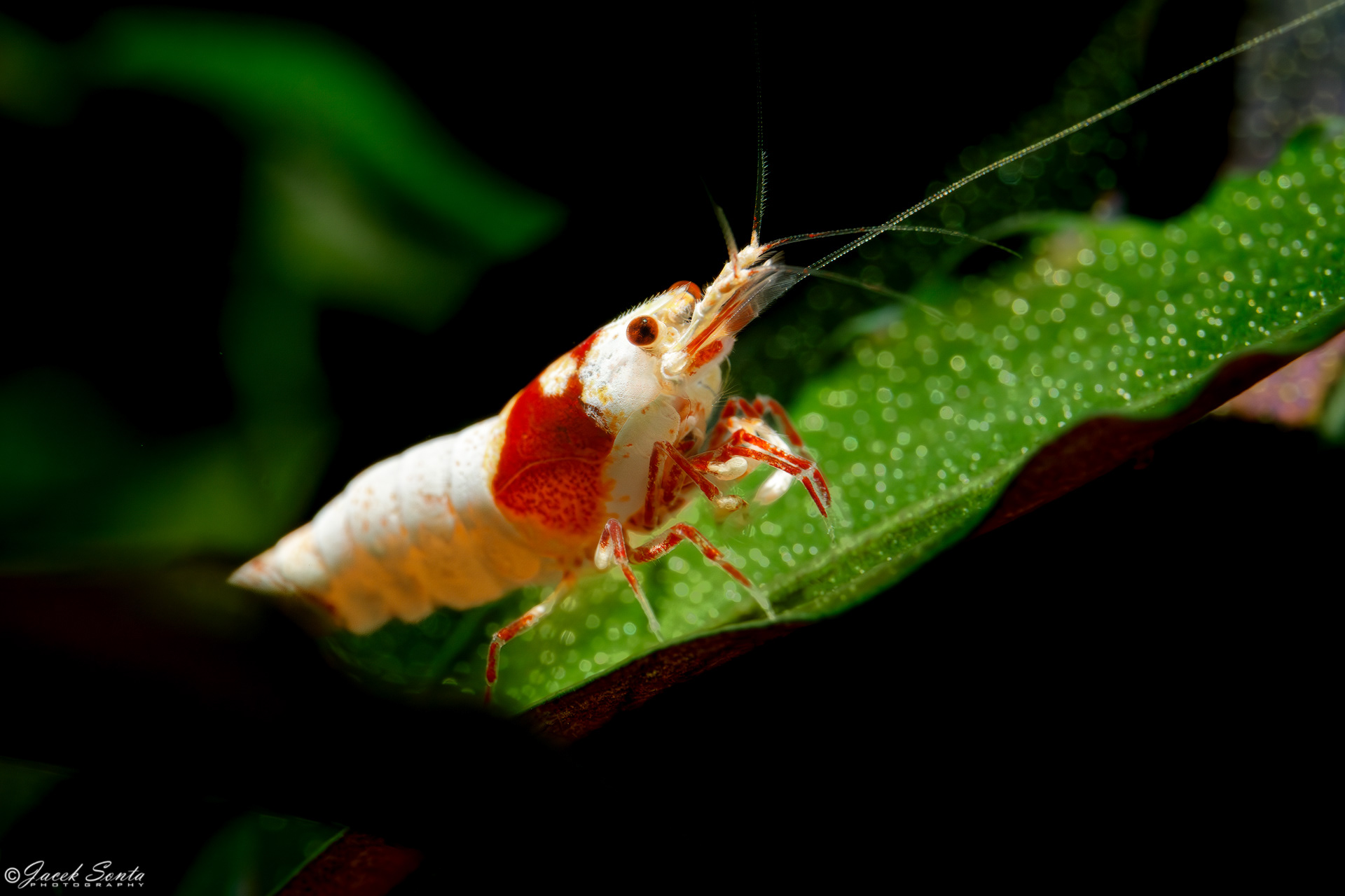 ID070224-Pure Red Line Caridina Shrimp