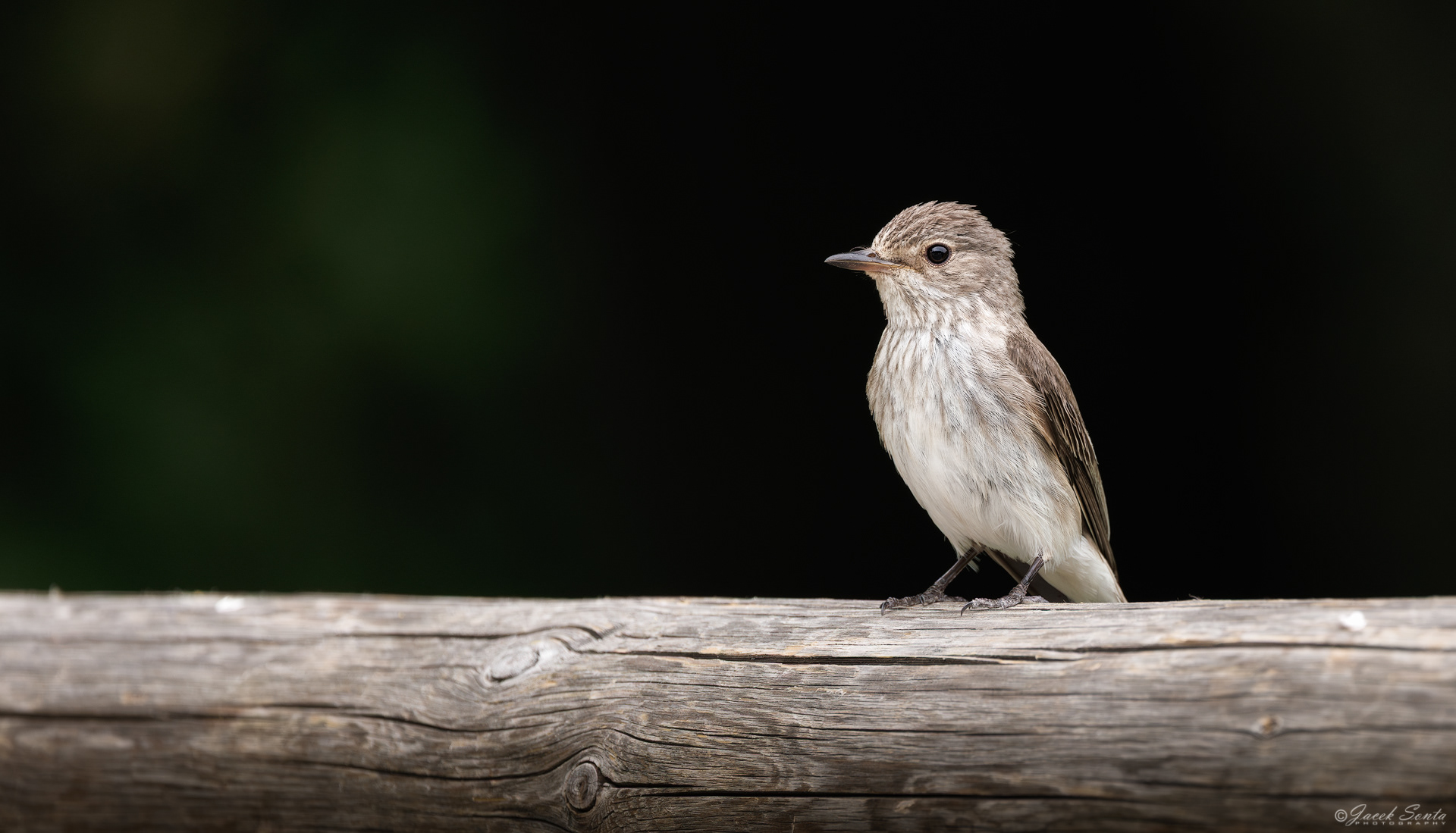 ID300626 - Muchołówka szara-Muscicapa striata-Spotted flycatcher