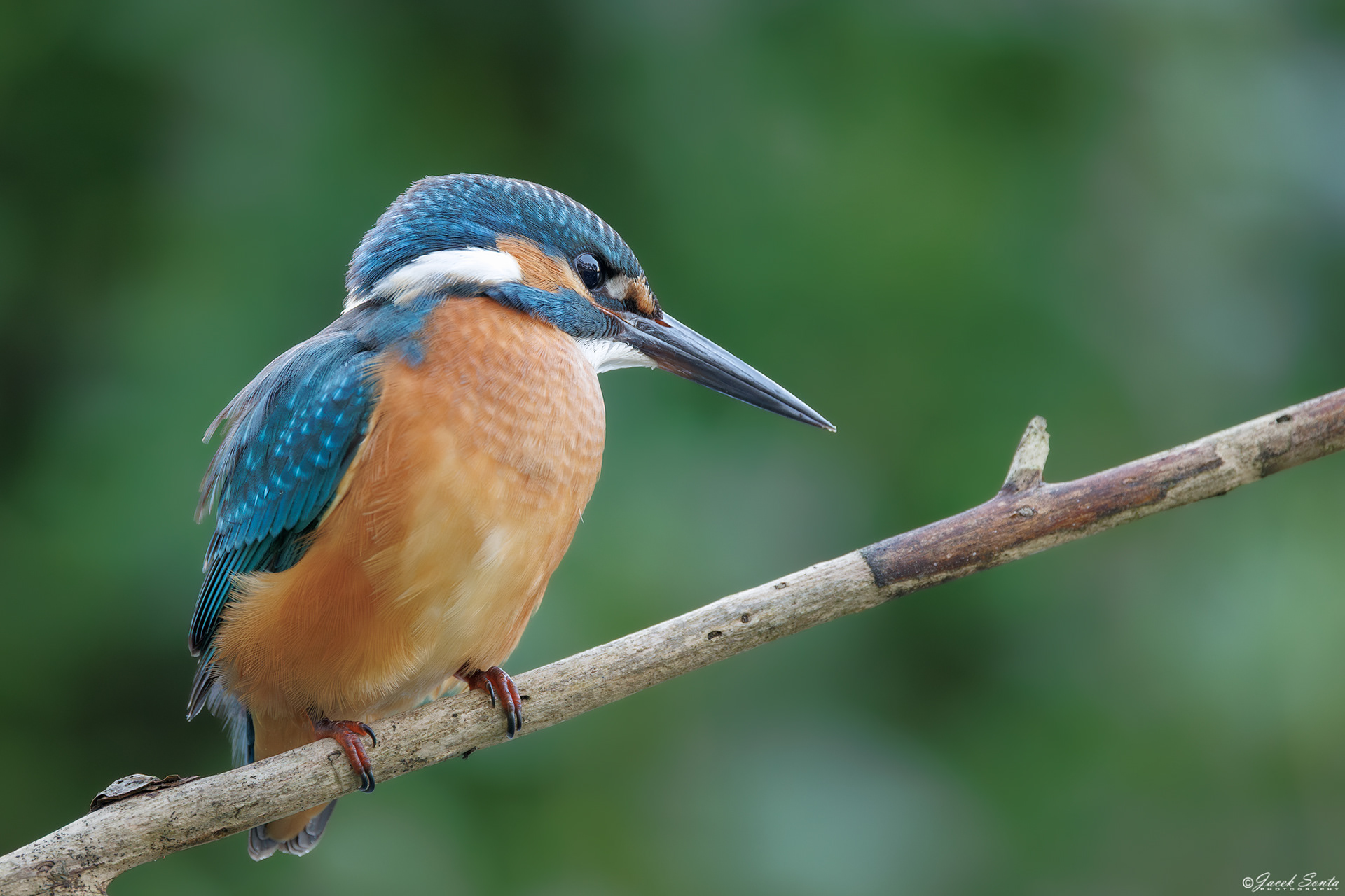 ID 170825 - Zimorodek - King fisher female #4