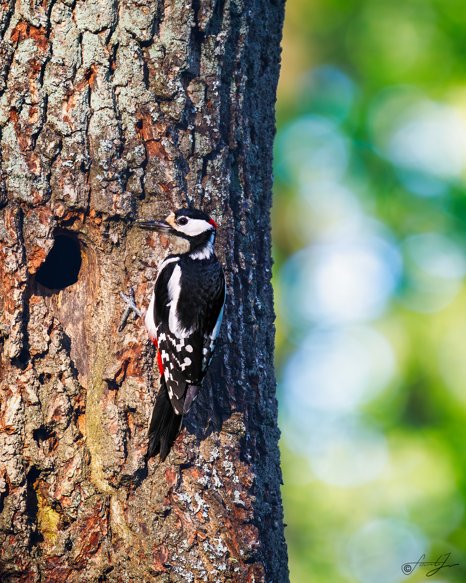 ID310523-Dzięcioł duży