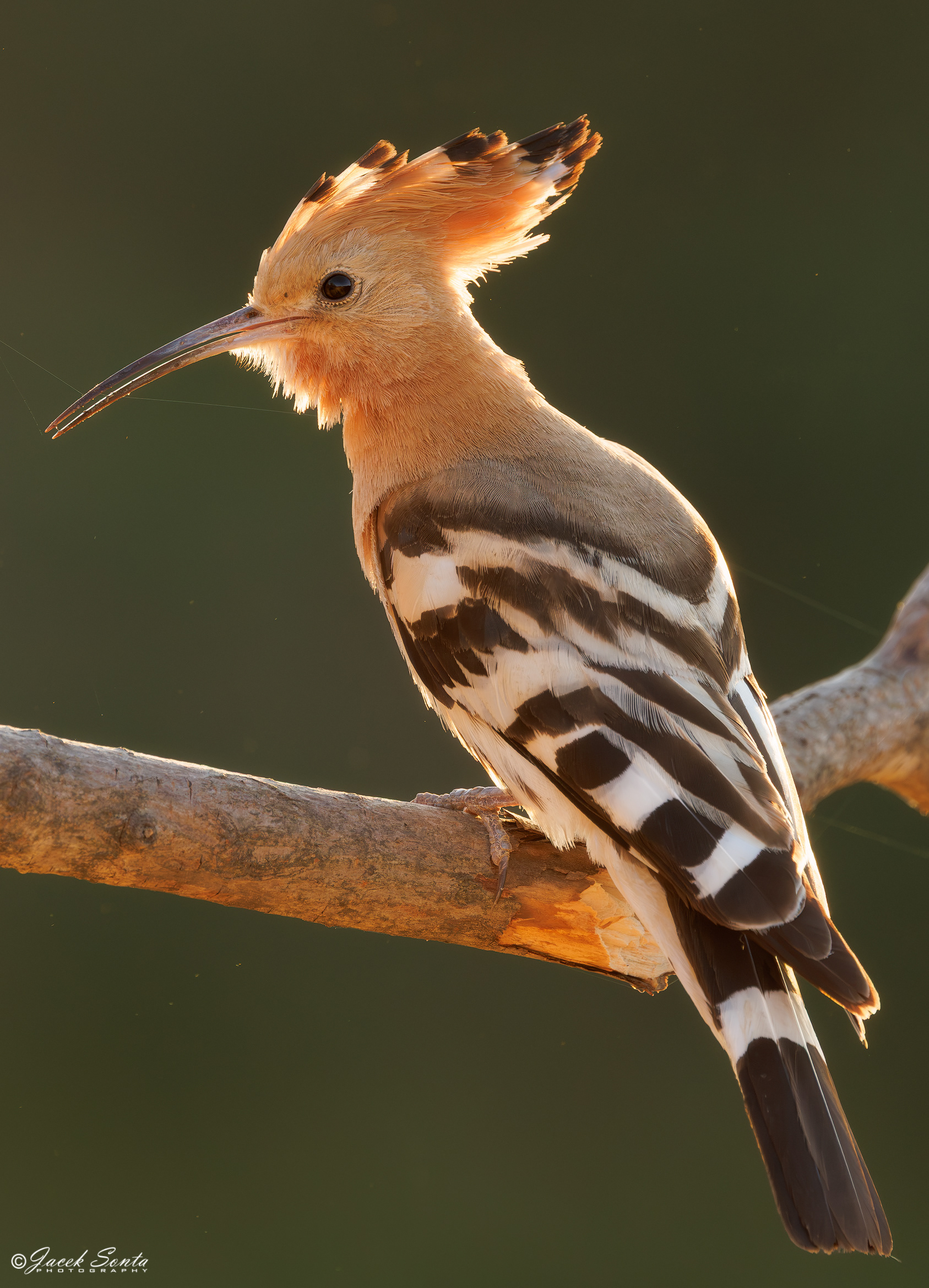 ID250626 - Dudek-Upupa epops-Hoopoe_Vertical
