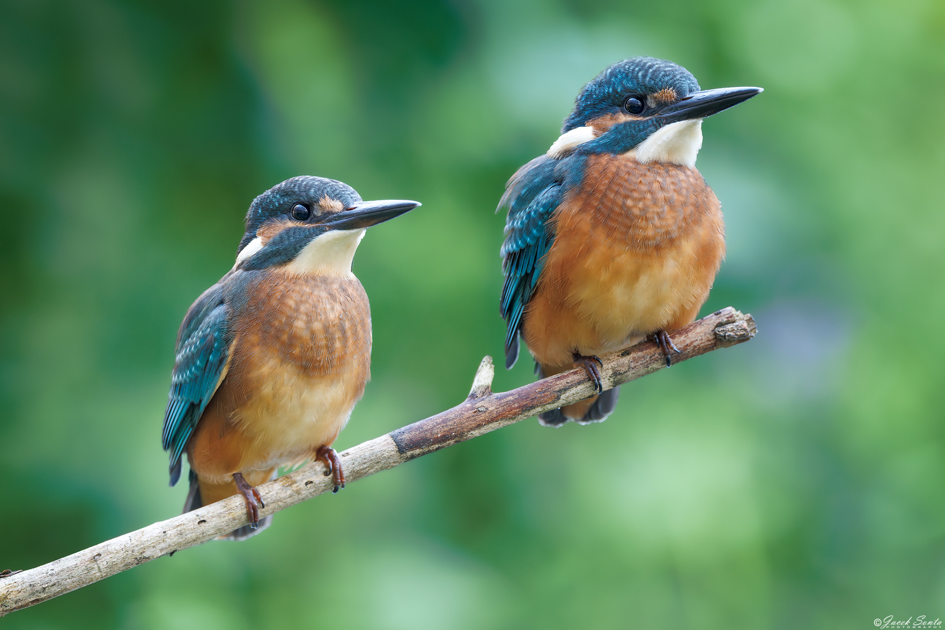 ID 170825 - Zimorodek - King fisher #5