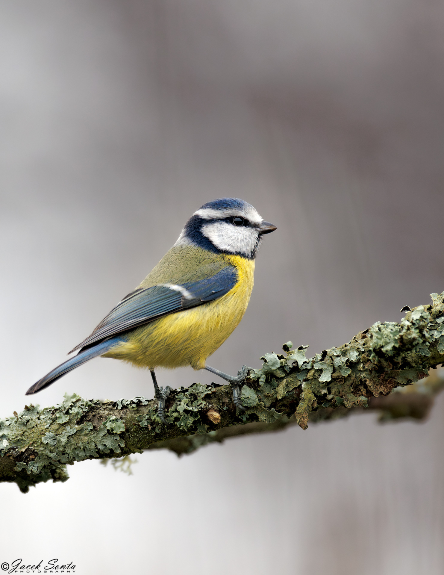 ID101124 - Modraszka - Blue tit (Gajko)