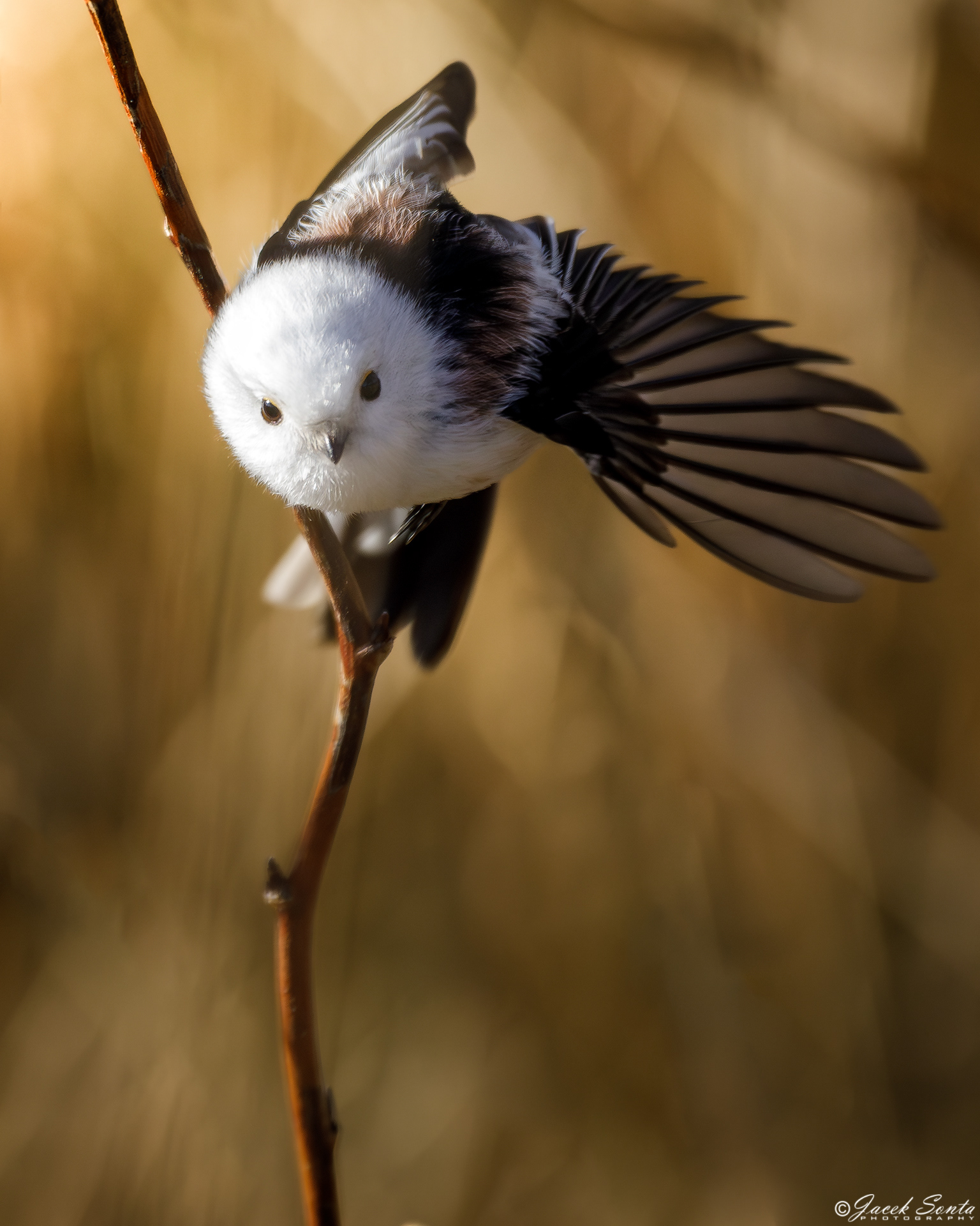 ID250224-Long-tailed tit - Raniuszek