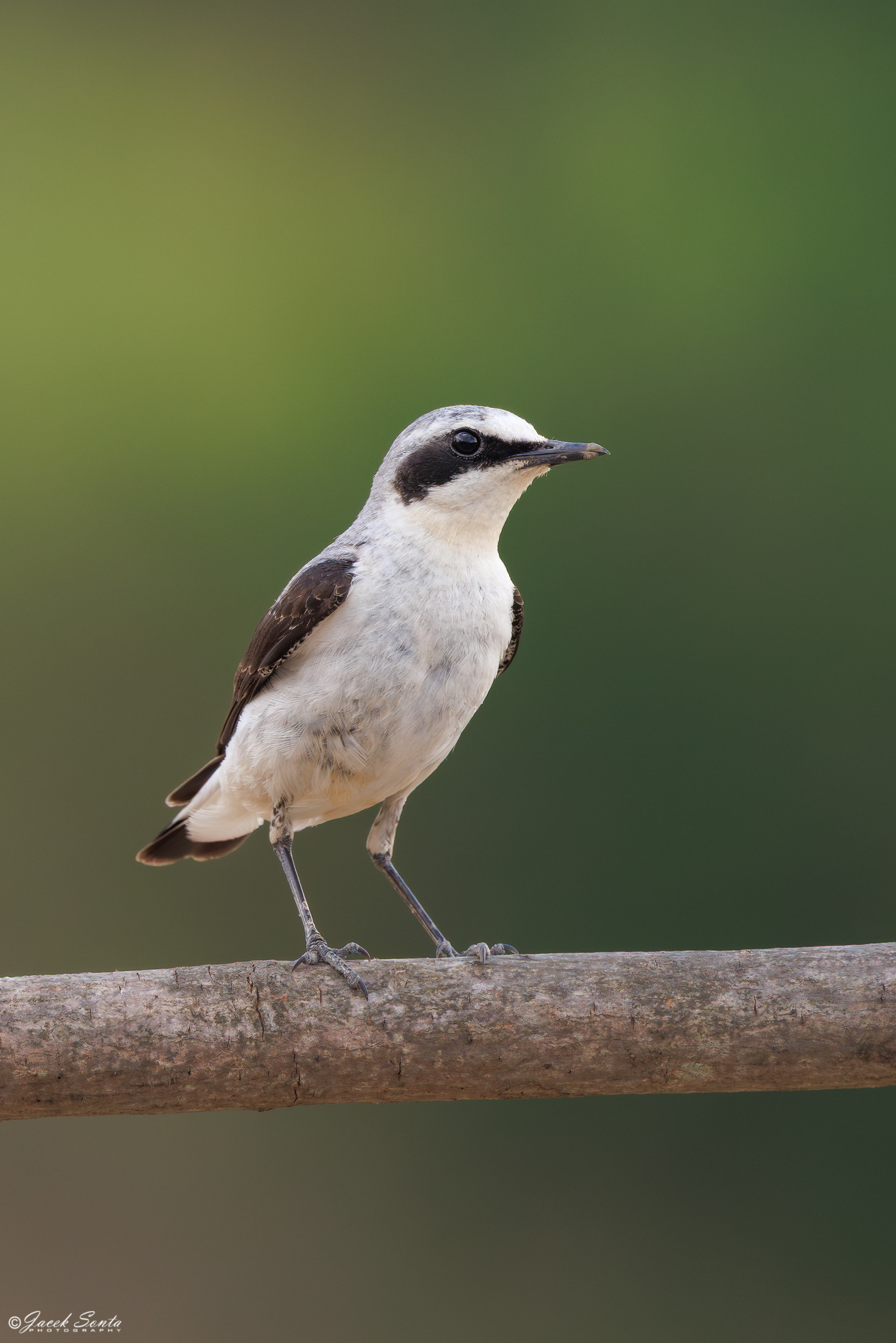 ID210626 - Białorzytka-Oenanthe oenanthe-Wheatear