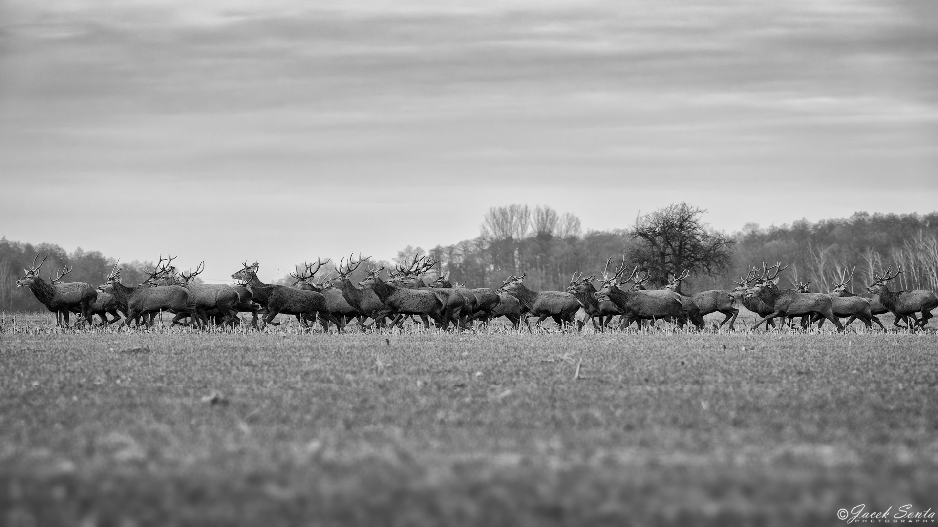 ID160224-Chmara jeleni