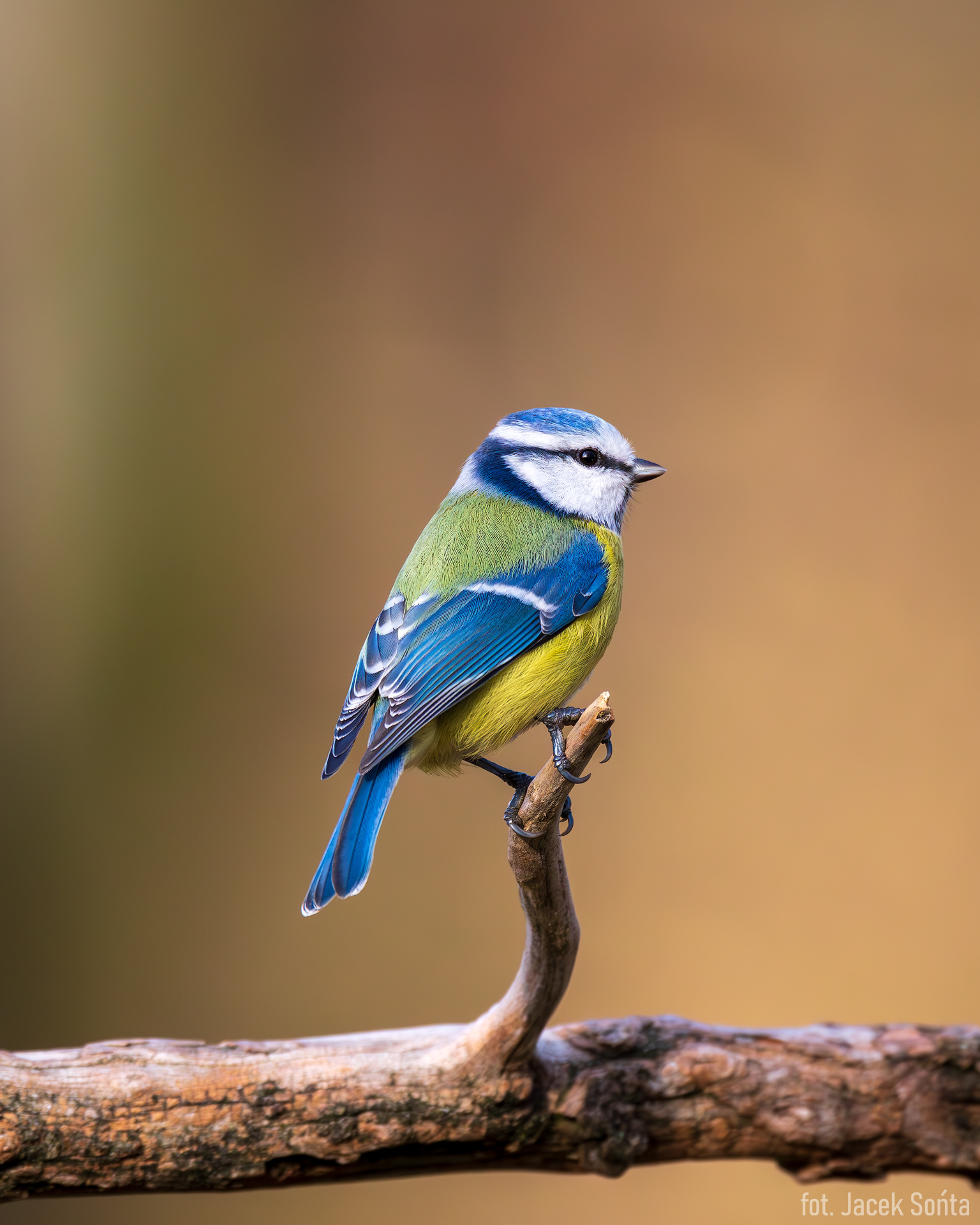 ID111123-Eurasian Blue tit - Modraszka