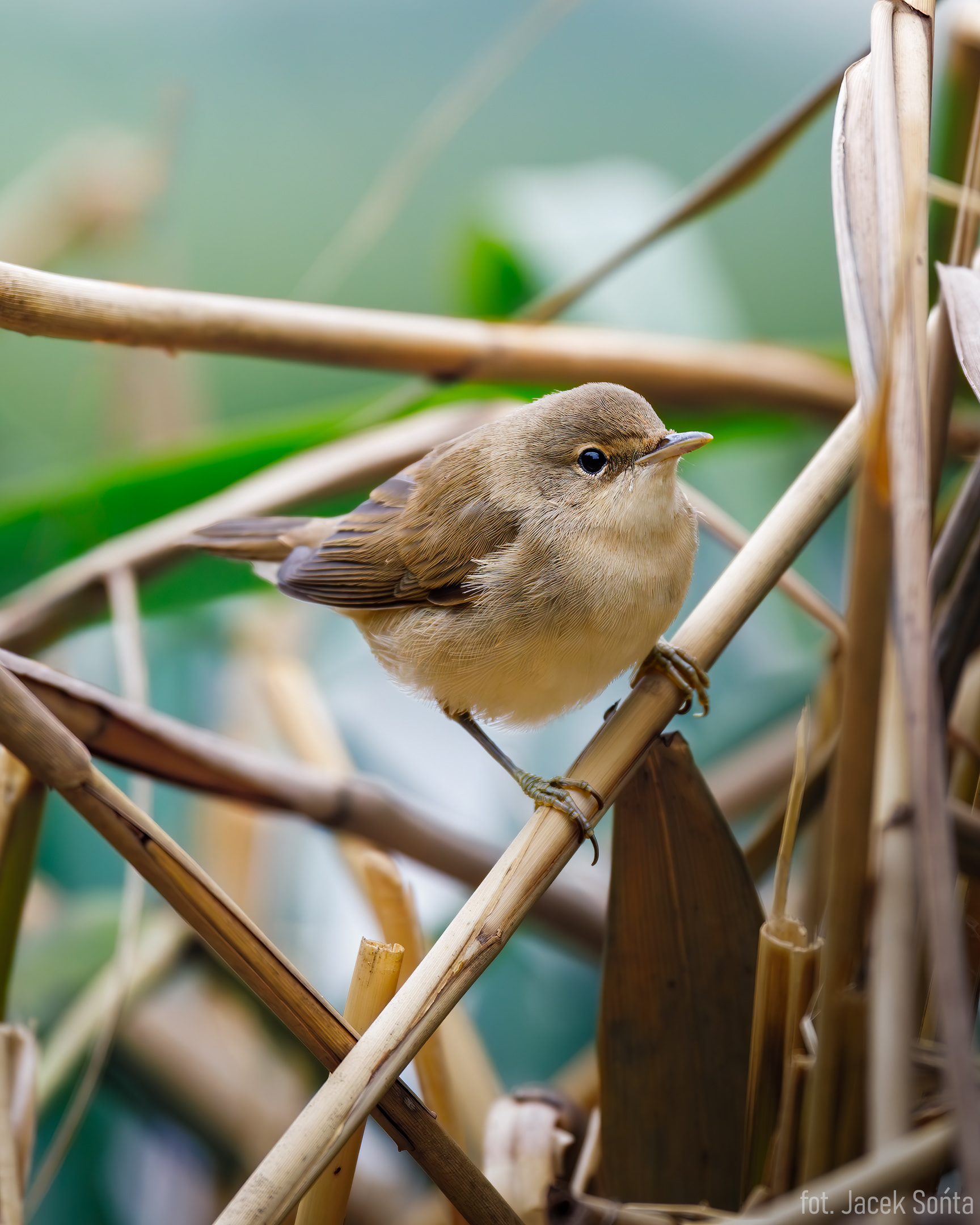ID060823-Trzcinniczek zwyczajny - Acrocephalus scirpaceus 