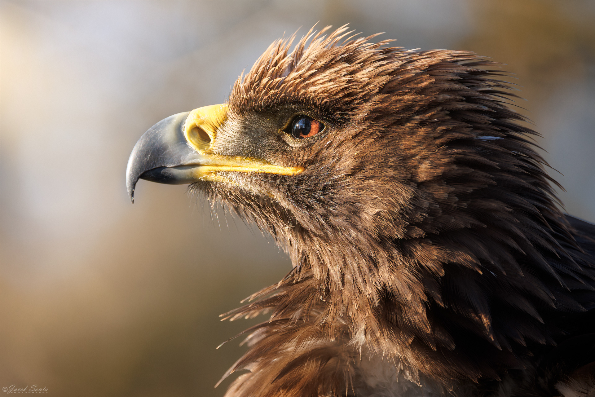ID26022026 - Orzeł stepowy - Steppe eagle #3