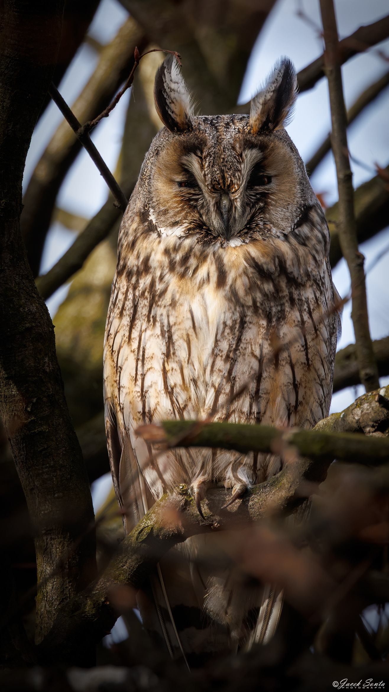 ID230226 - Sowa uszata - Long-eared owl