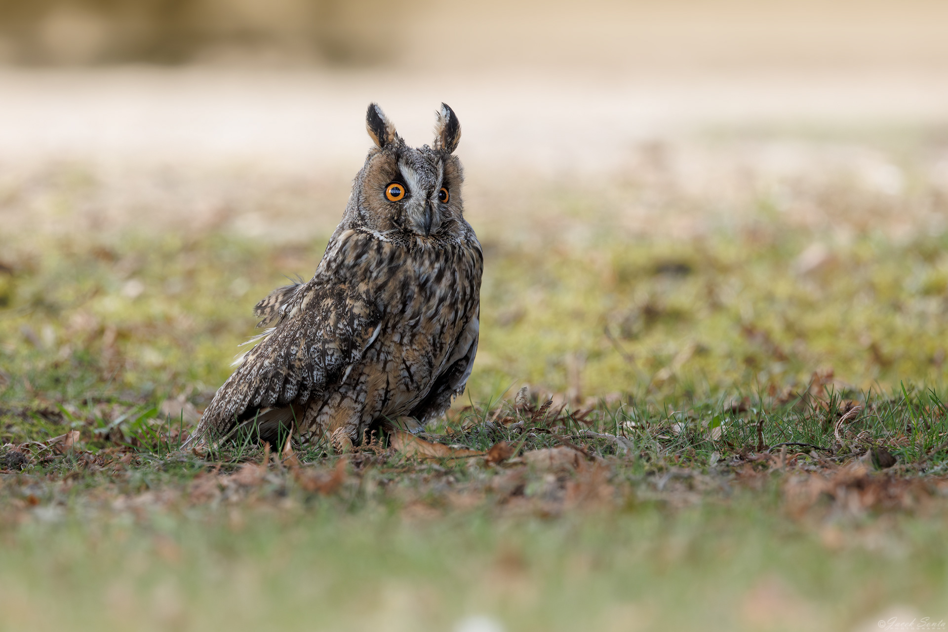 ID180326 - Sowa uszata-Asio otus-Long-eared ow #4