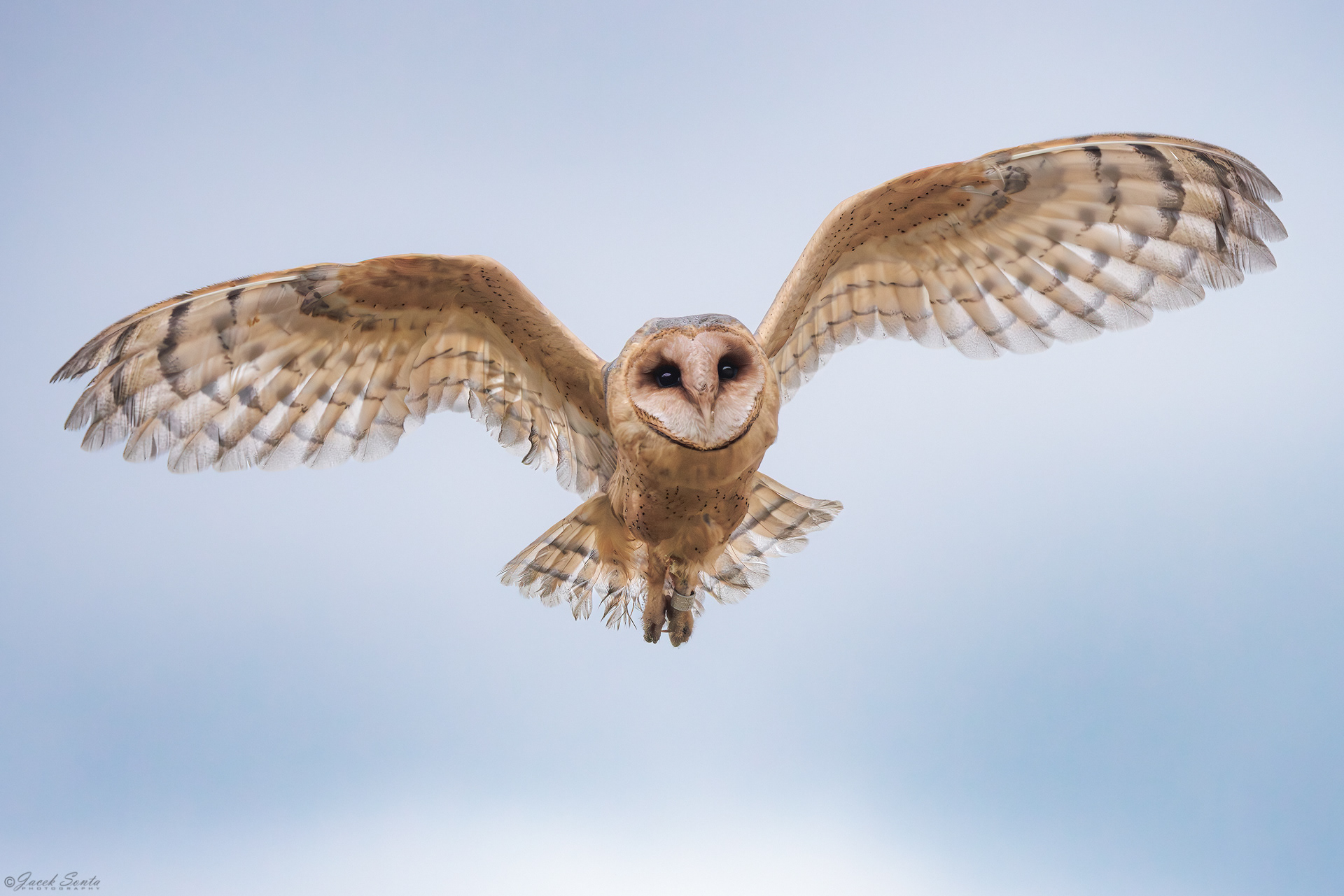 ID170326 - Płomykówka-Tyto alba-Barn owl