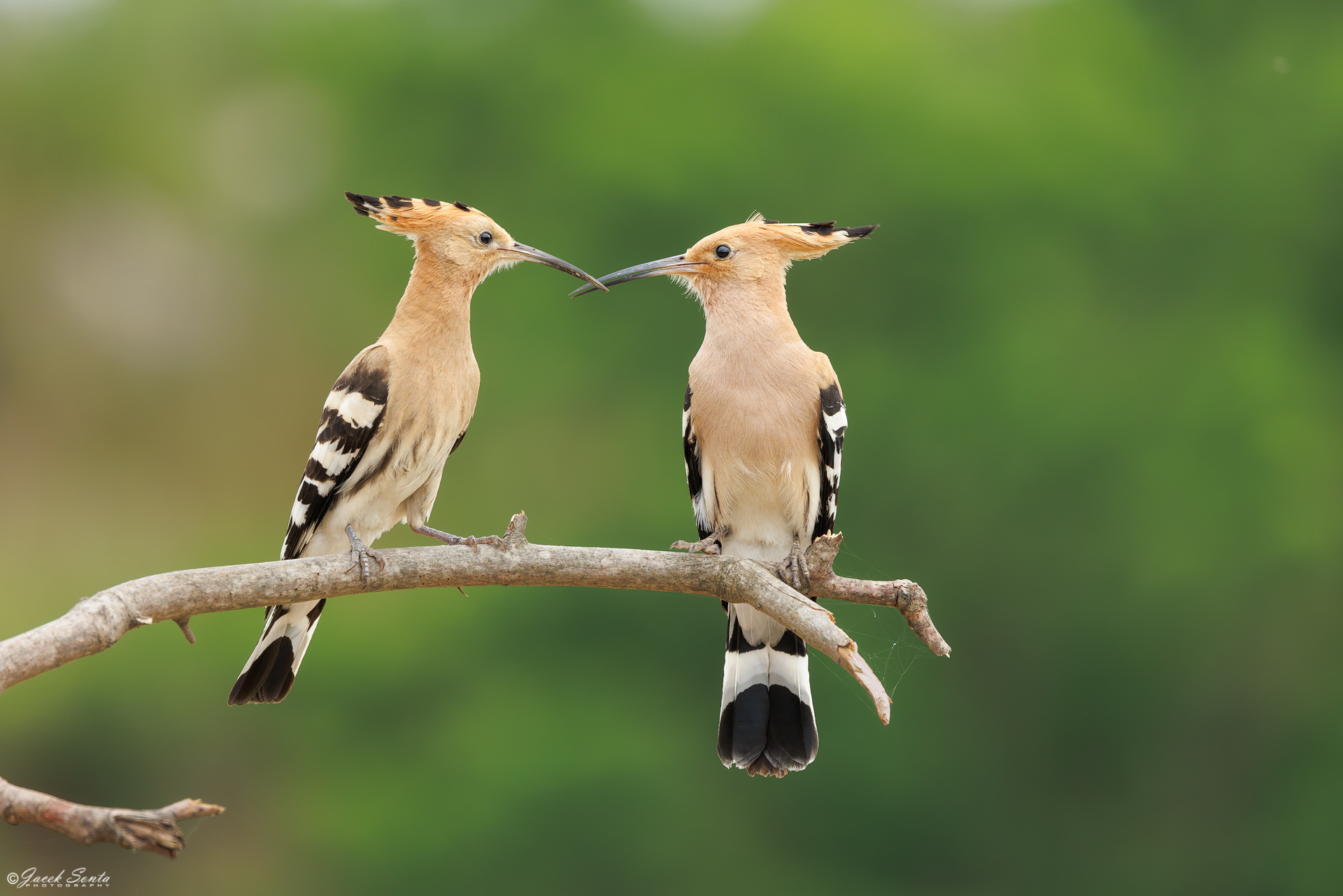 ID220626 - Dudek-Upupa epops-Hoopoe #para