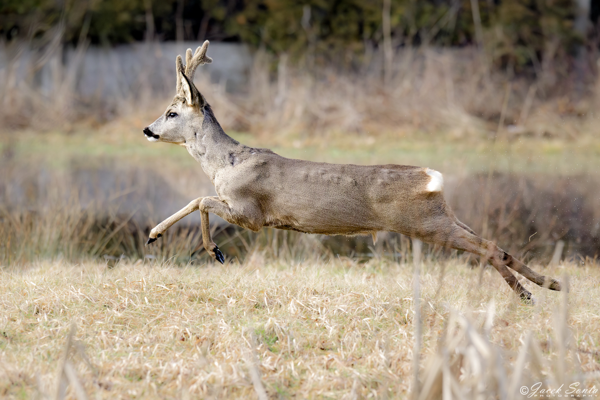 ID100224-Koziołek #2