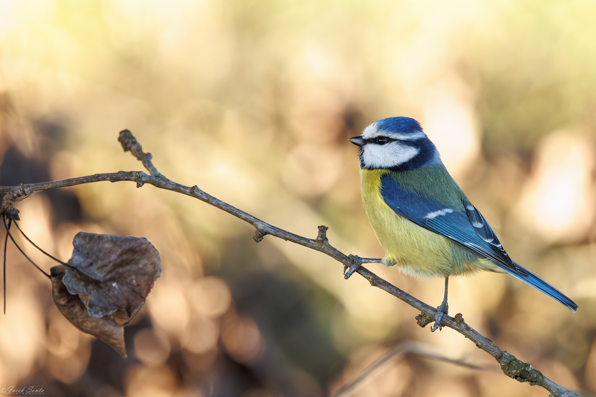 ID191225 - Modraszka - Blue tit