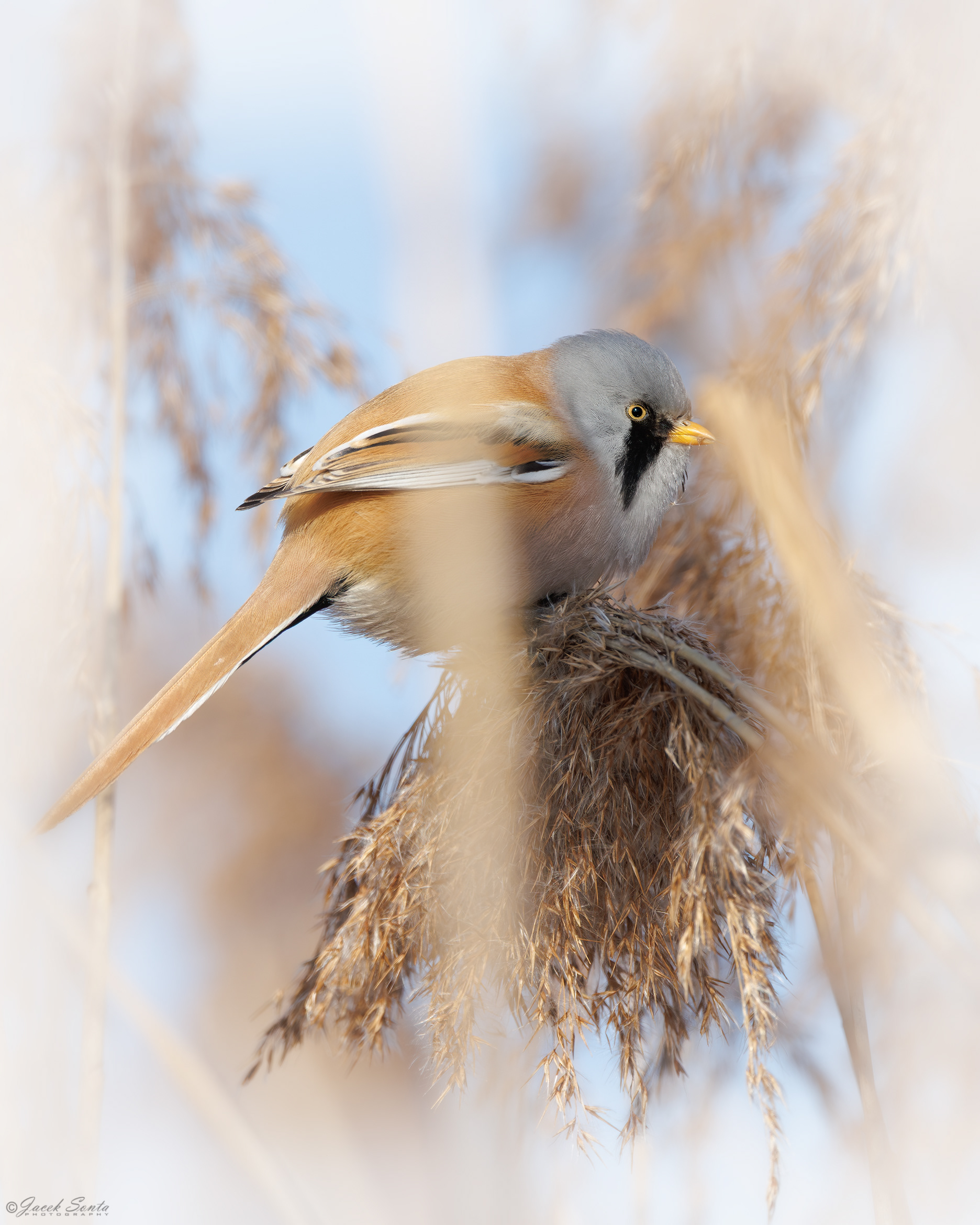ID310126 - Wąsatka - Bearded tit