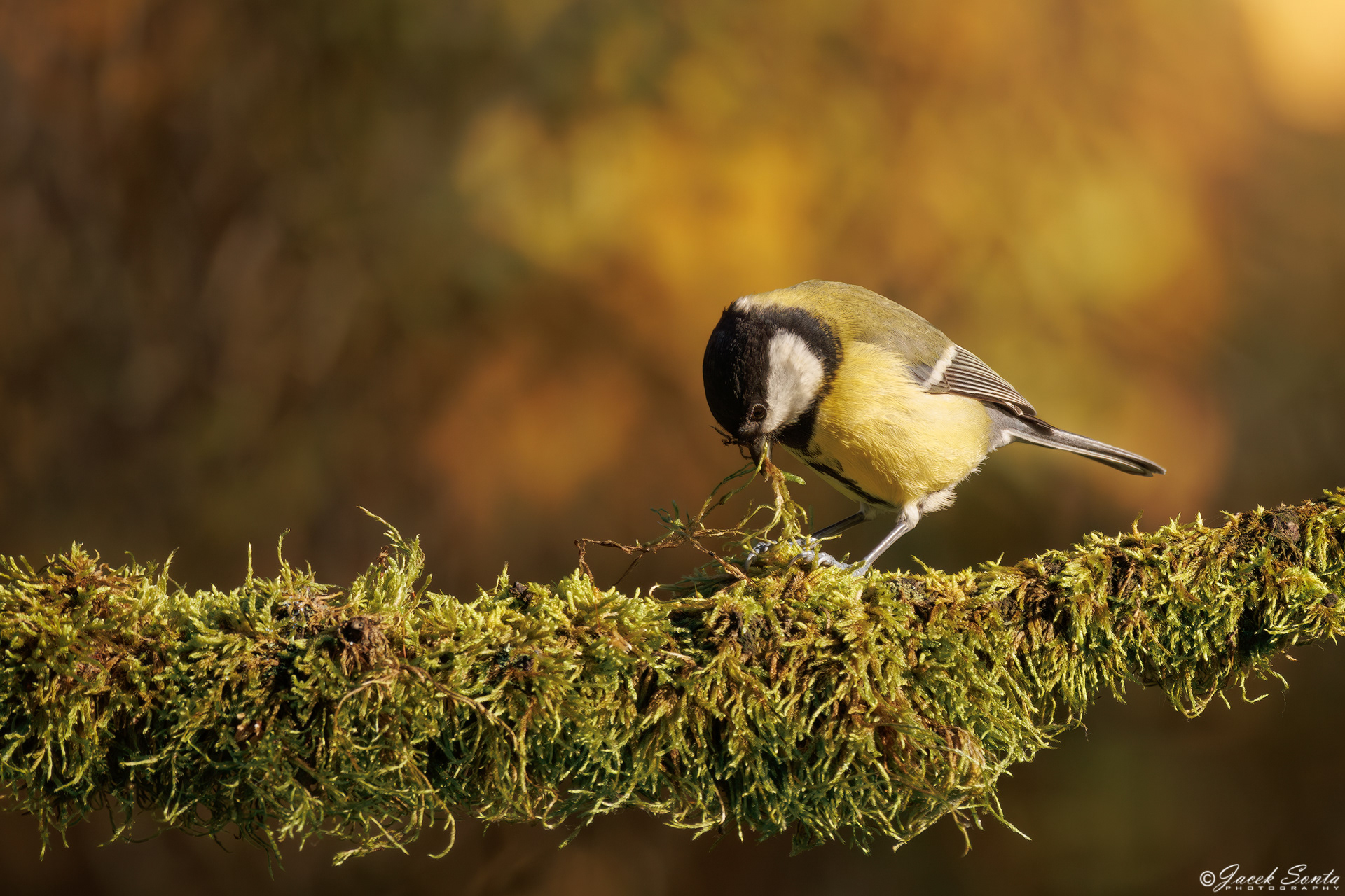 ID171024 - Bogatka - Great tit