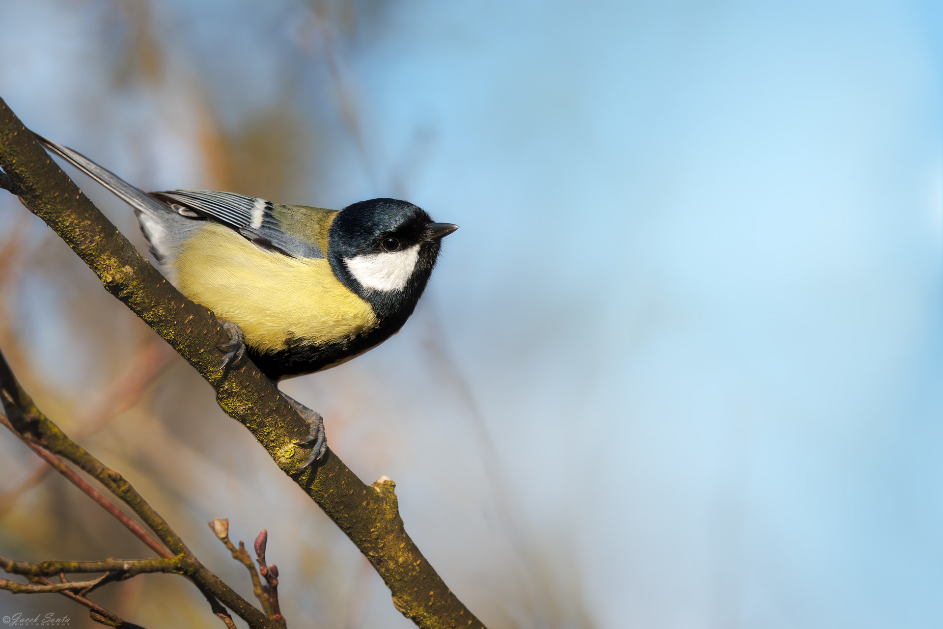 ID050326 - Bogatka - Great tit
