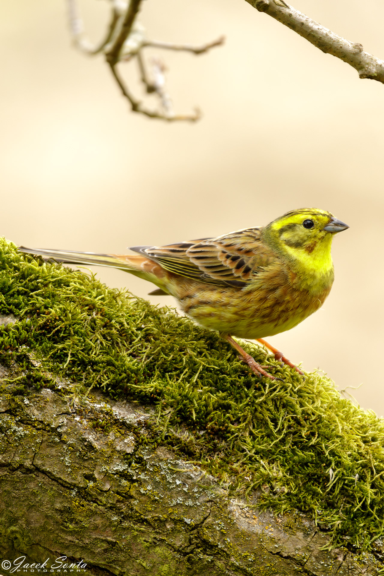 ID060424-Yellow hammer-Trznadel