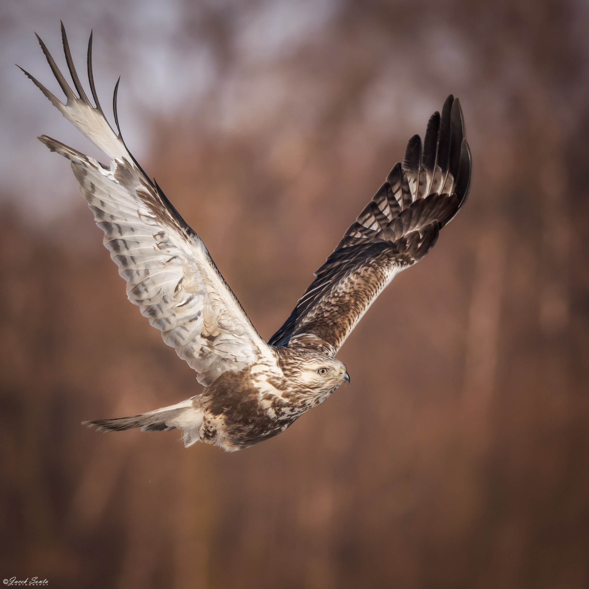 ID01022026 - Myszołów włochaty - Rough-legged Buzzard #5
