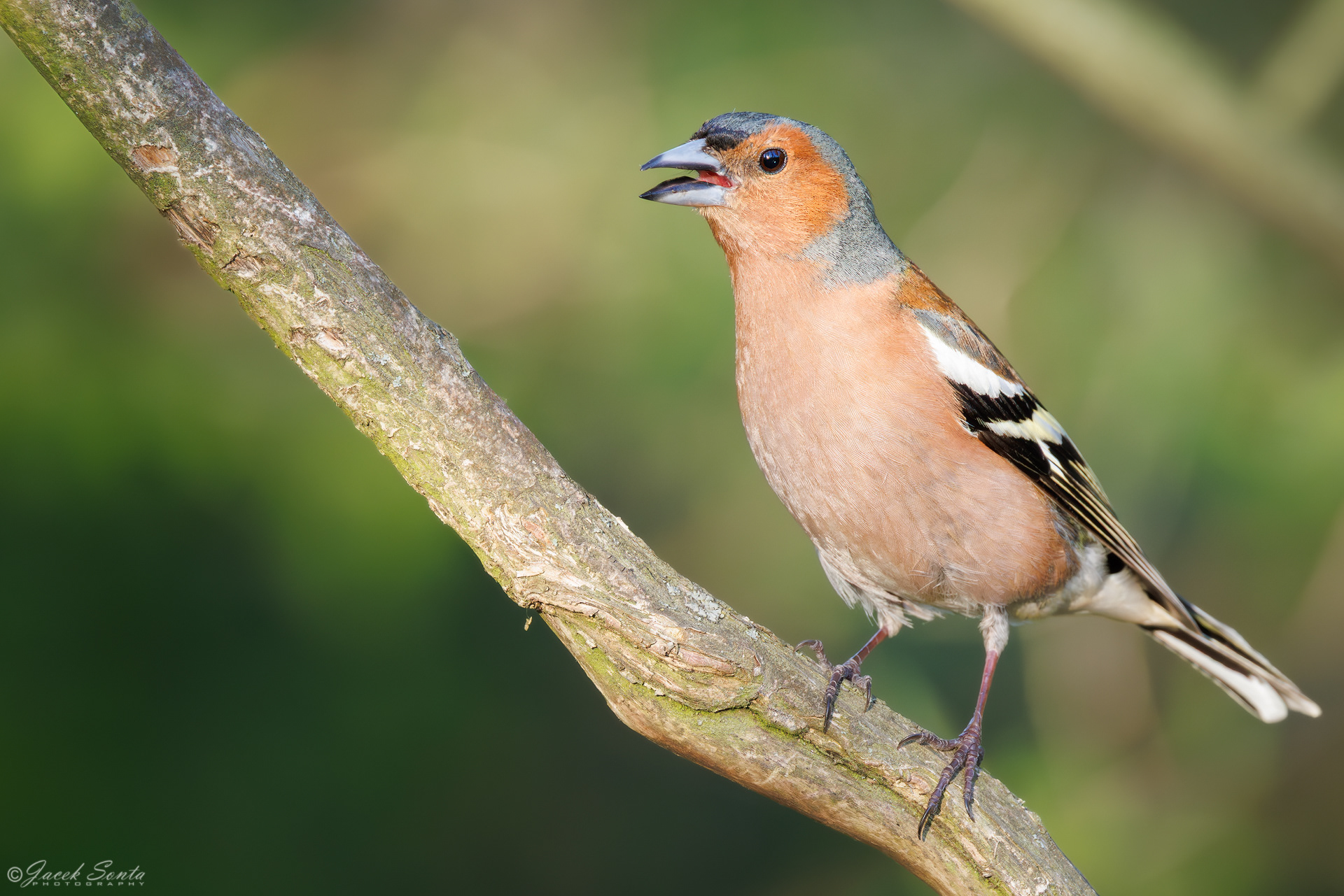 ID020526 - Zięba-Fringilla coelebs-Finch #3