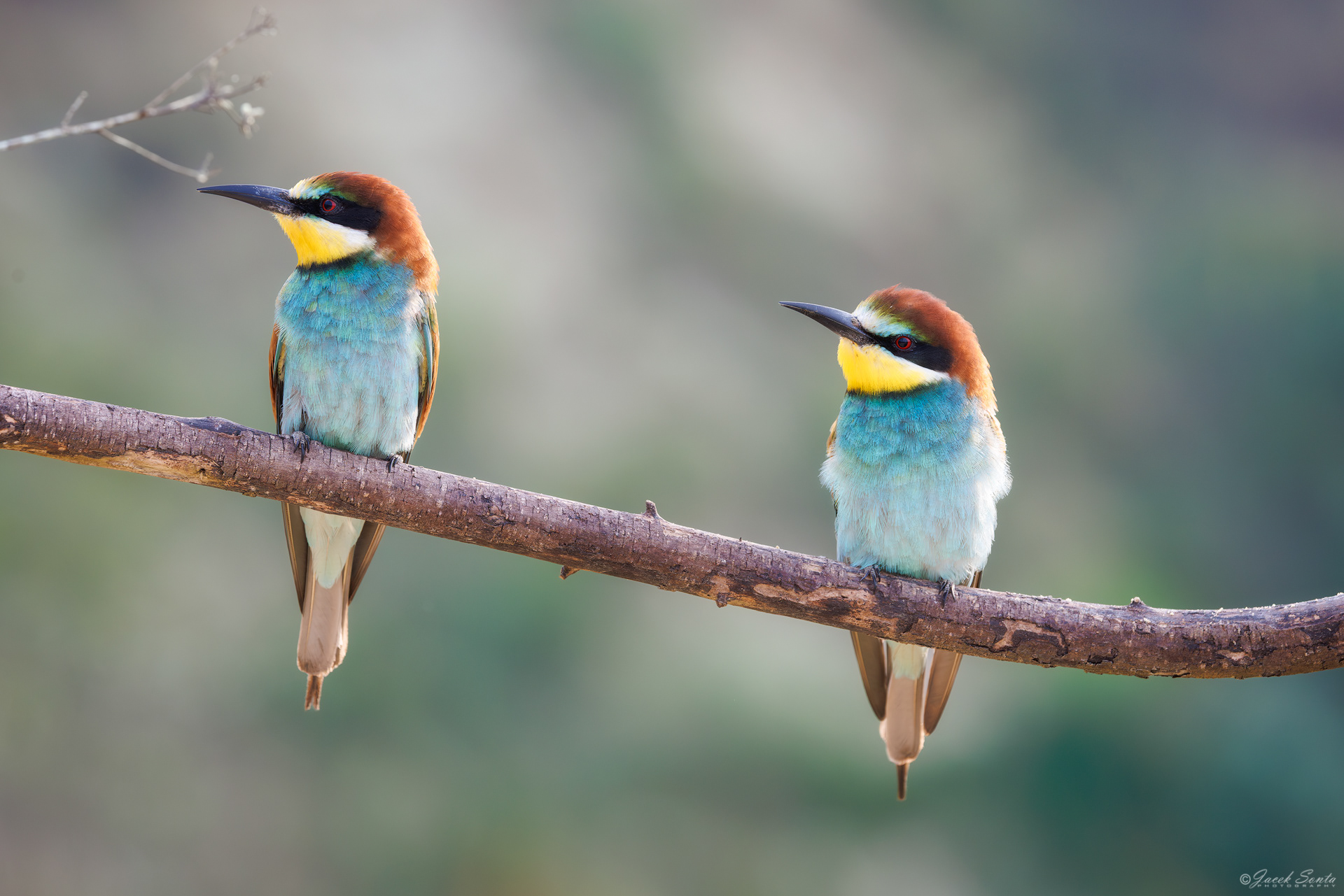 ID190726 - Żołna-Merops apiaster-Bee-eater