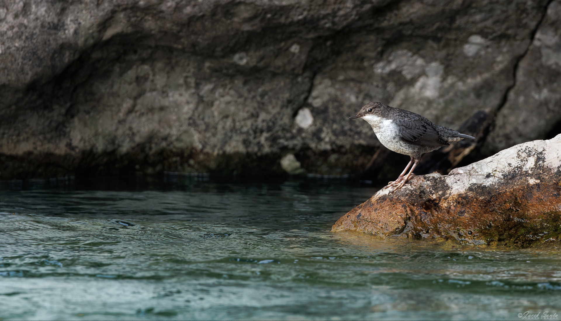 ID010726 - Pluszcz-Cinclus cinclus-Dipper