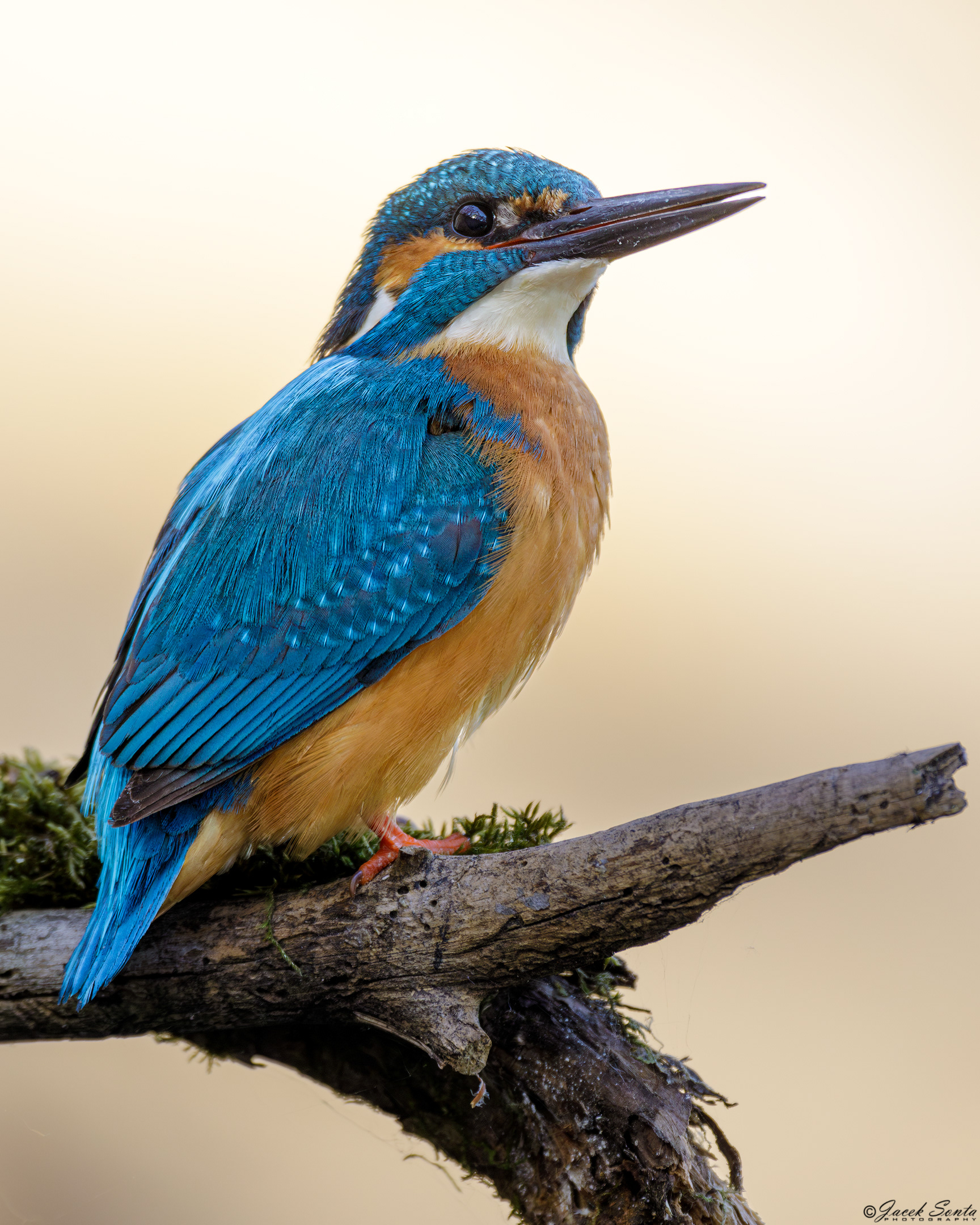 Id020524-Kingfisher - Zimorodek